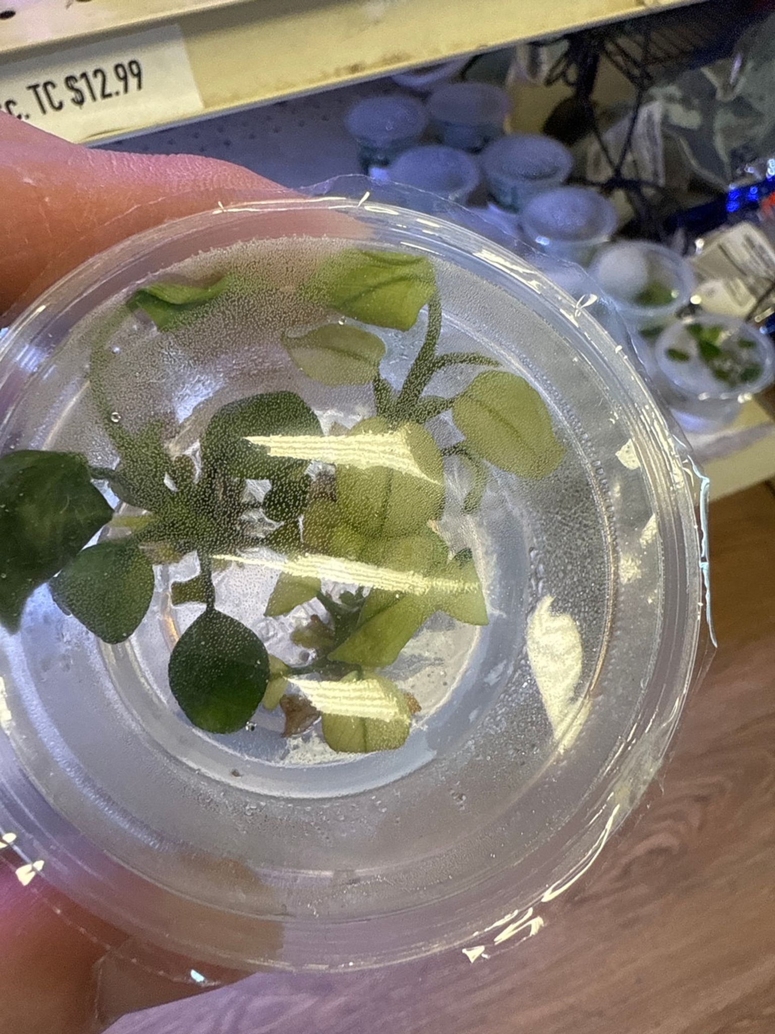 Anubias Pinto TC