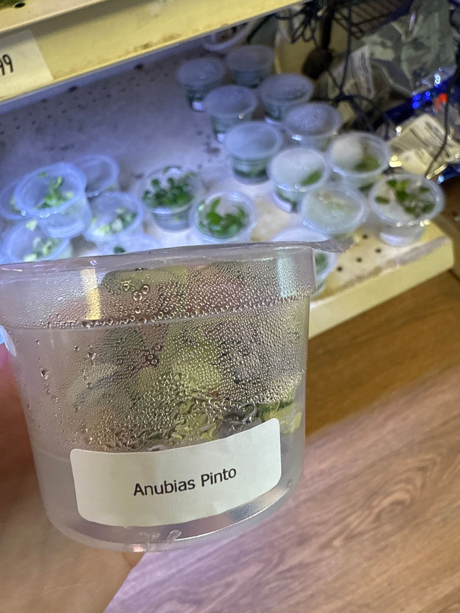 Anubias Pinto TC