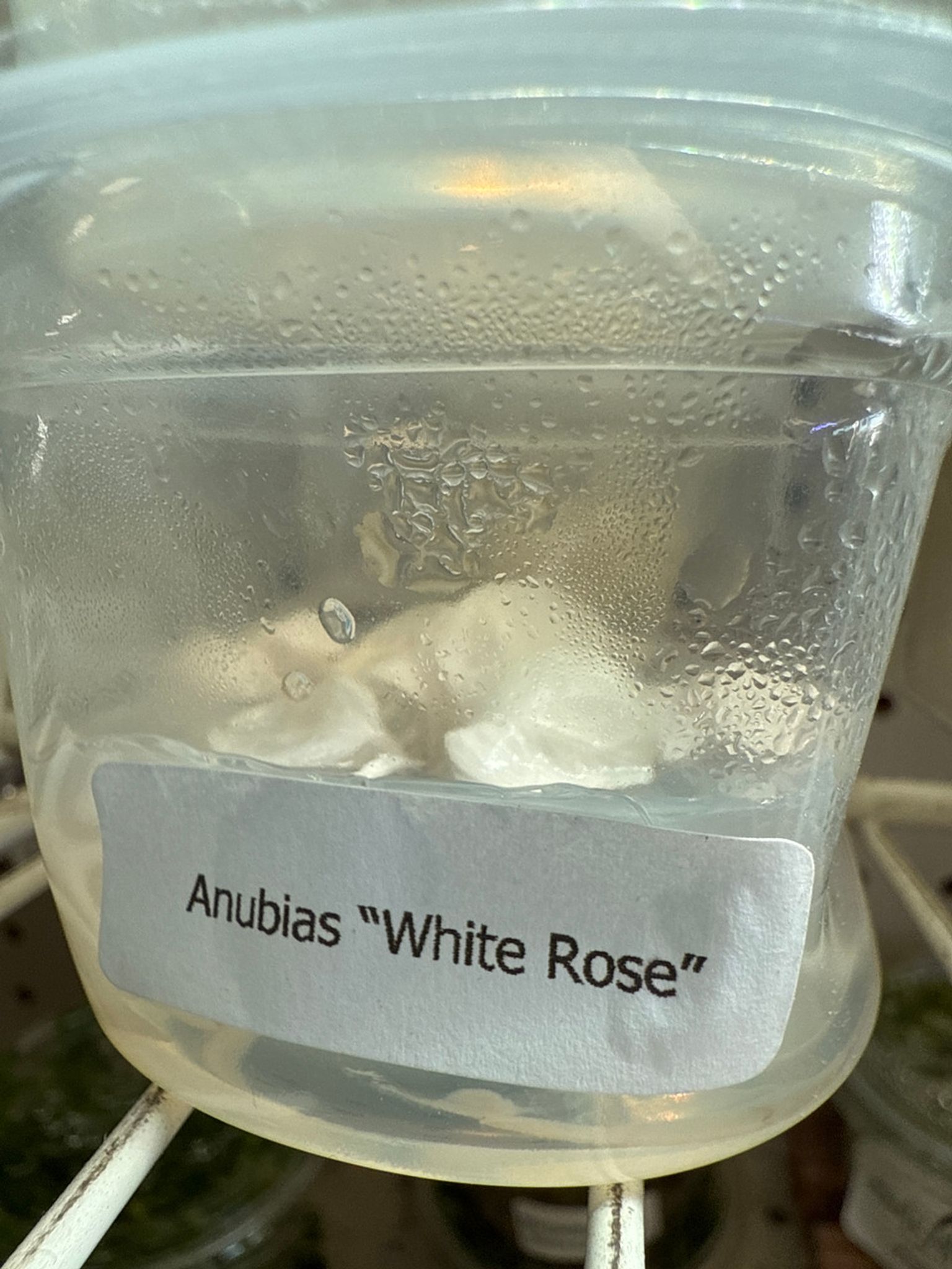 Anubias White Rose TC