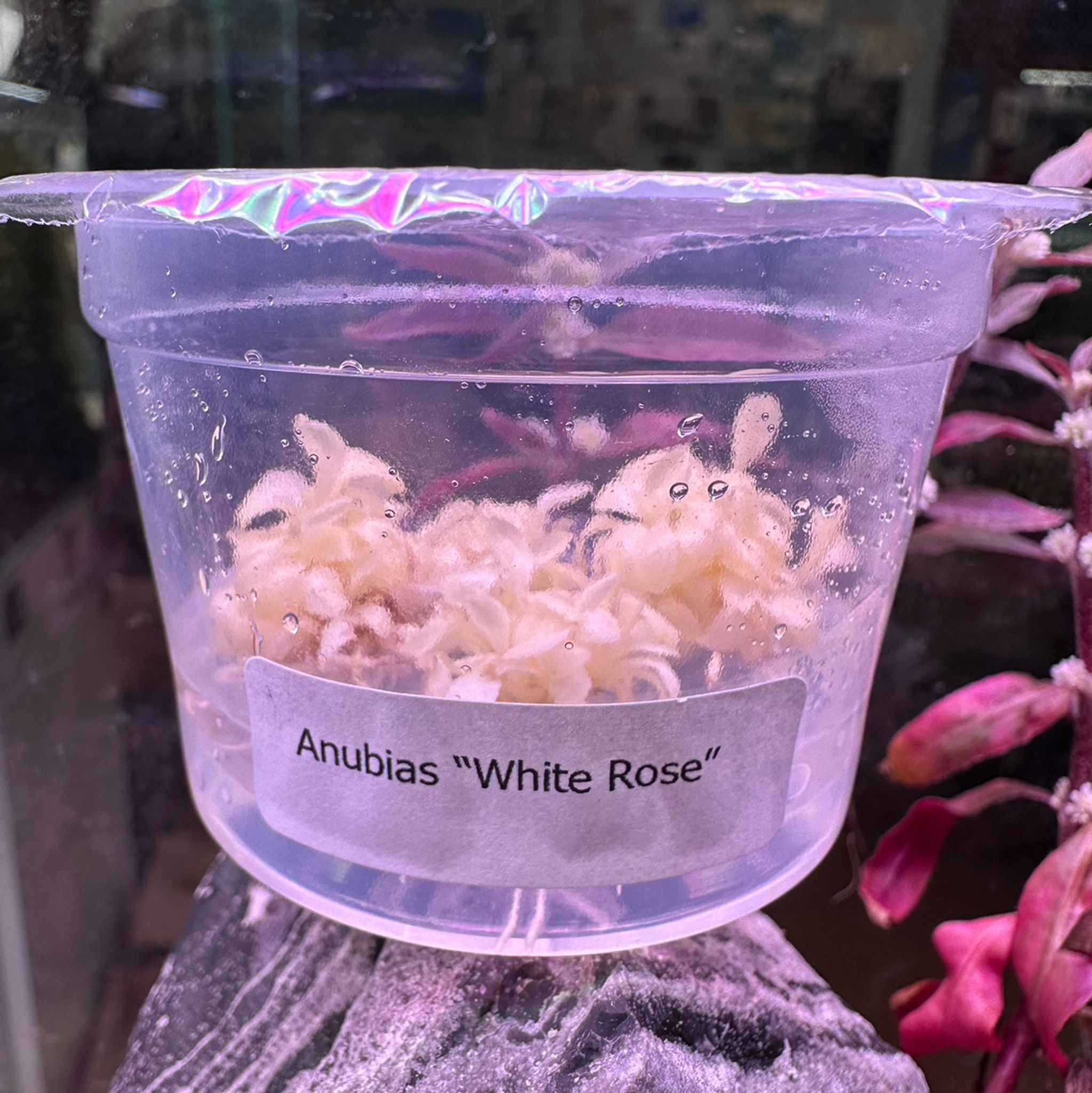 Anubias White Rose Tissue Culture