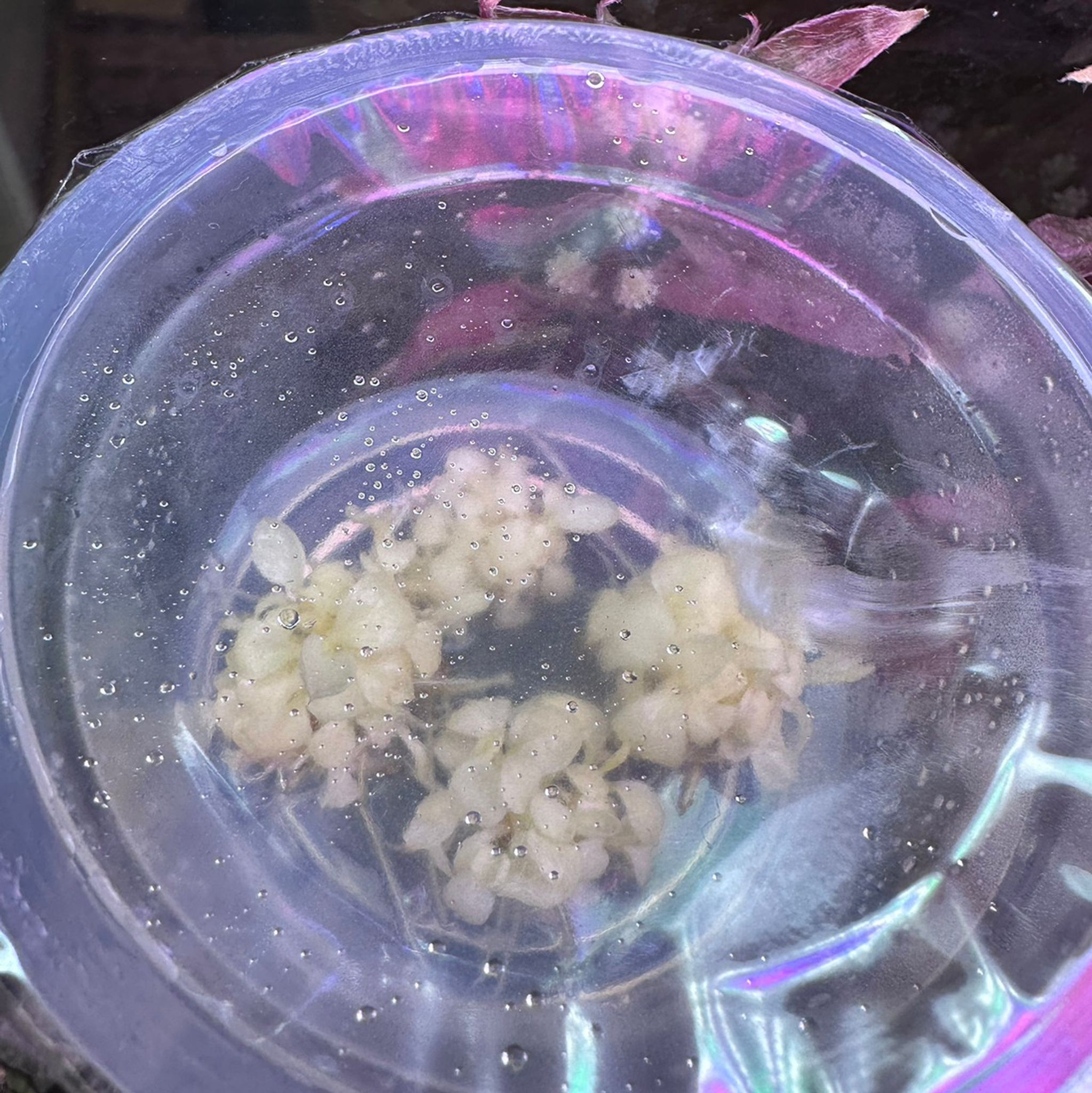 Anubias White Rose Tissue Culture