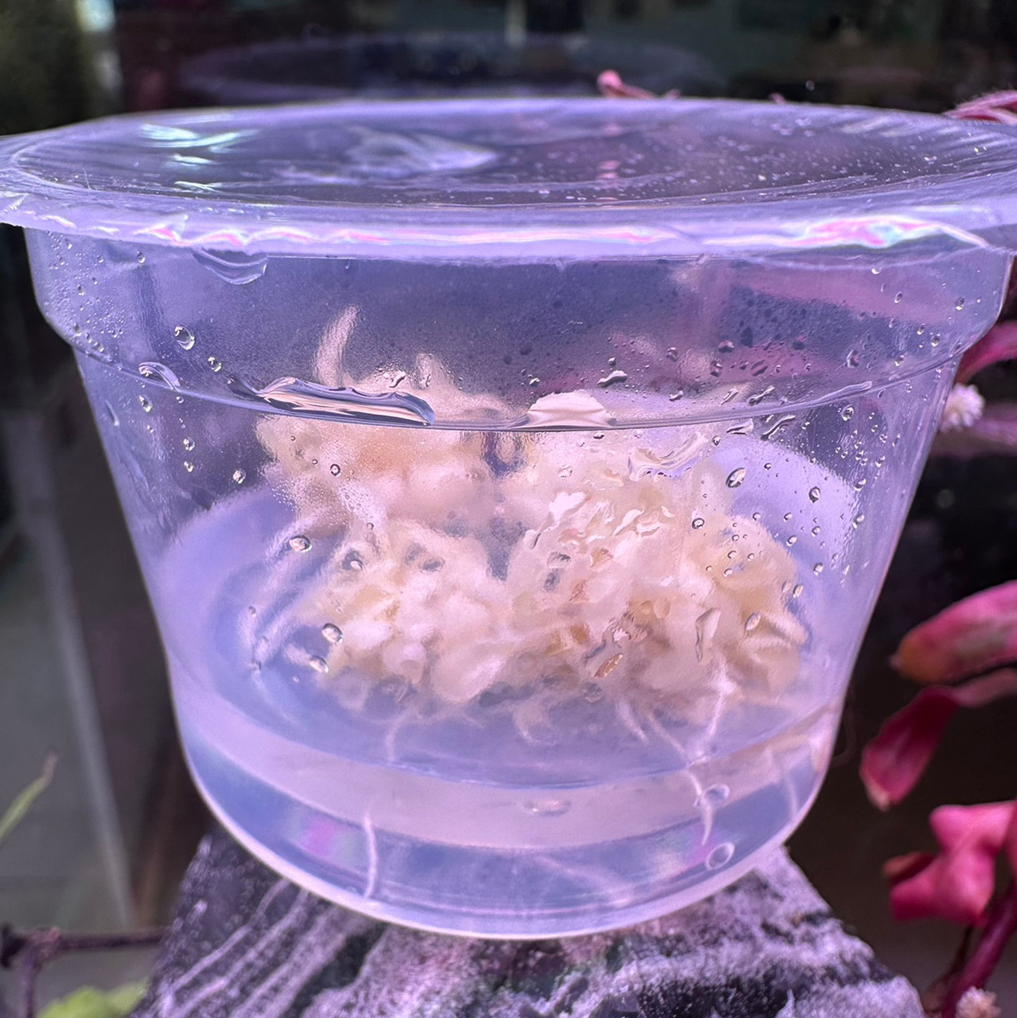 Anubias White Rose Tissue Culture