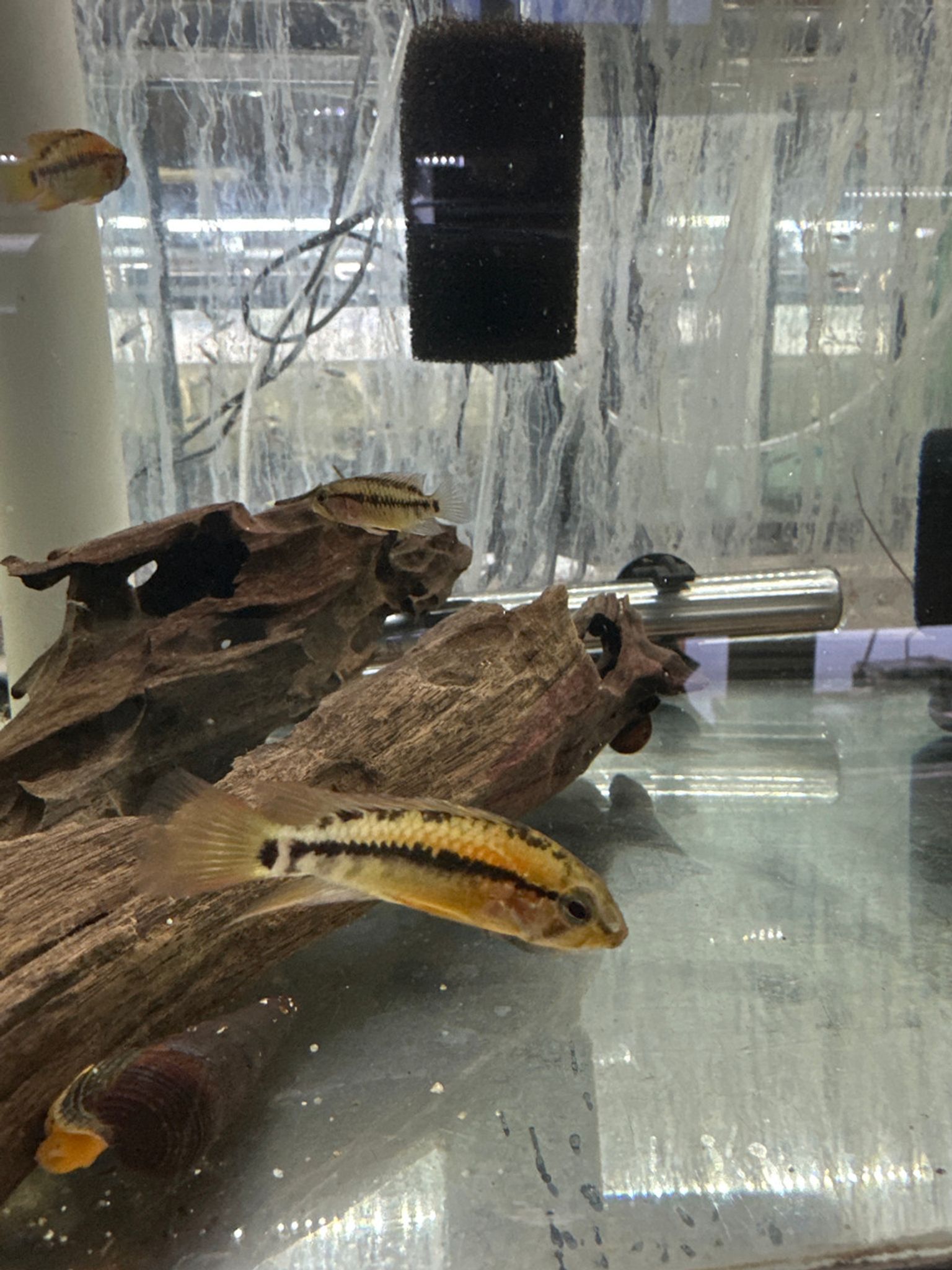Apisto Macmasteri