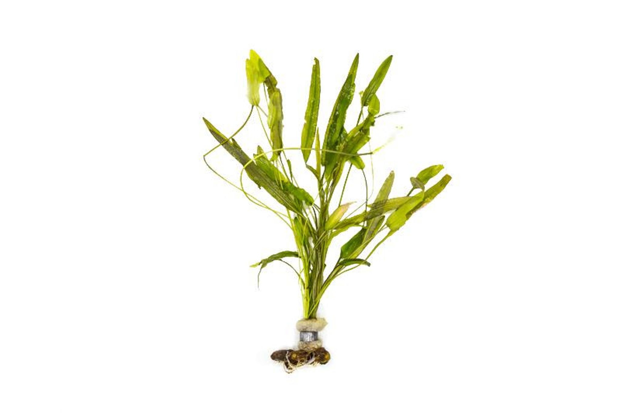 Aponogeton Natans - Lead Bunch