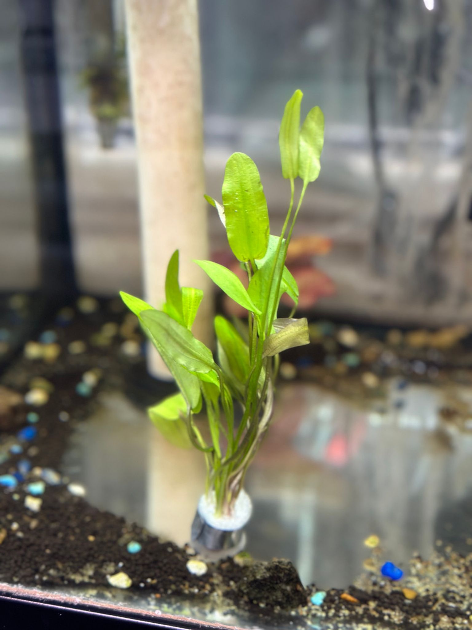 Aponogeton Natans