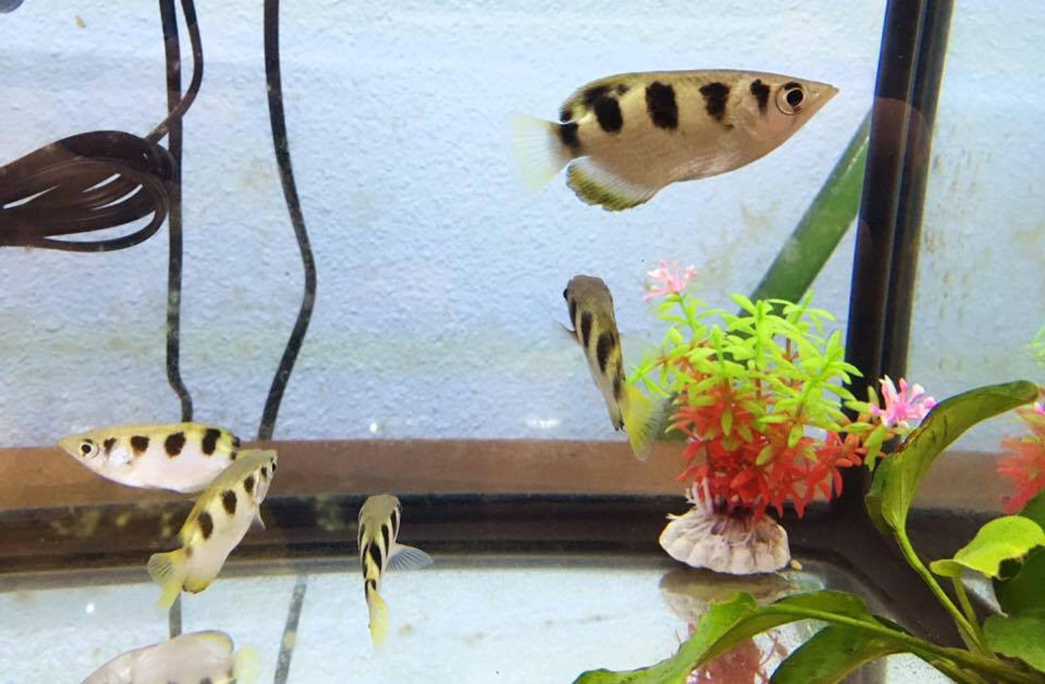 Archerfish