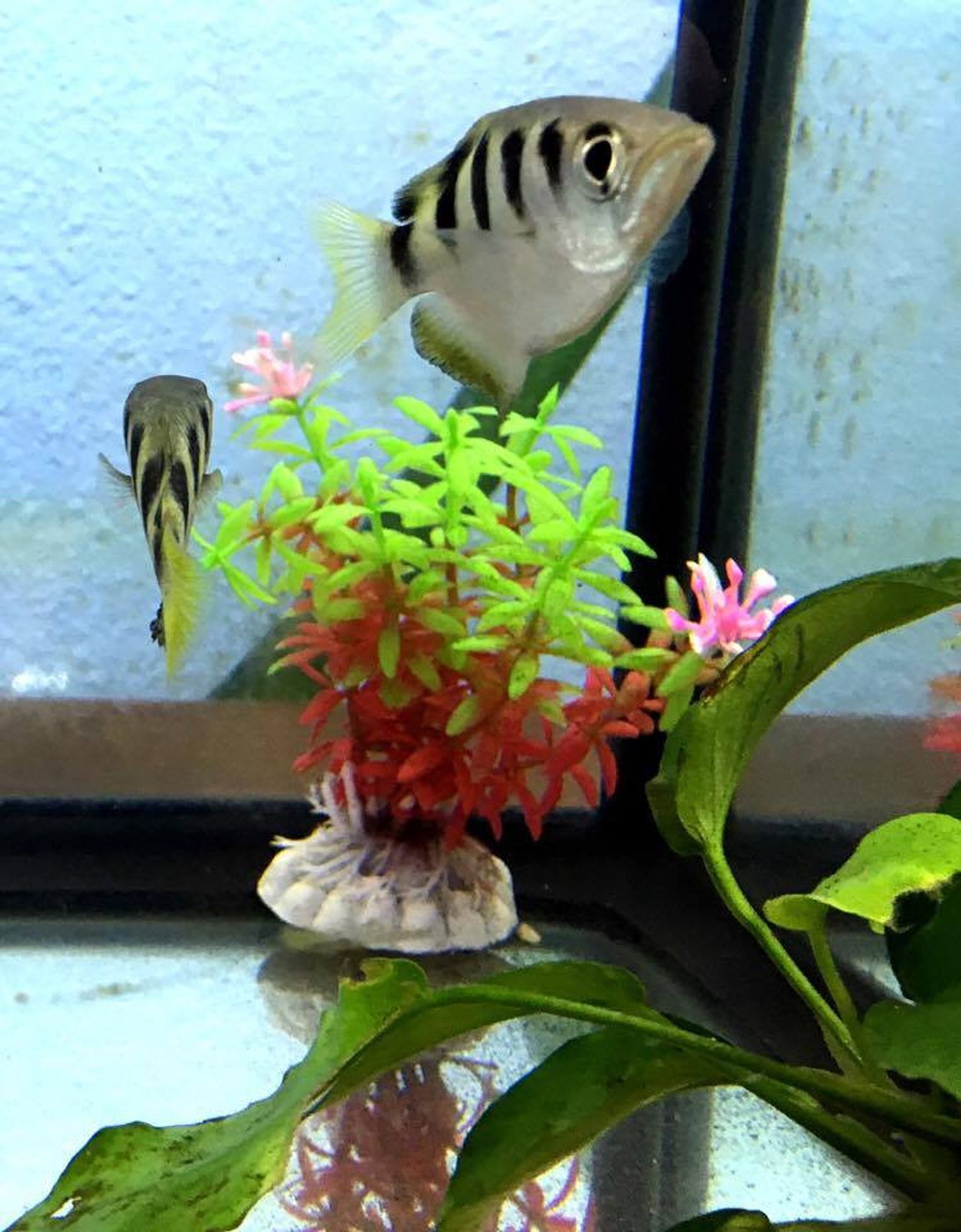 Archerfish