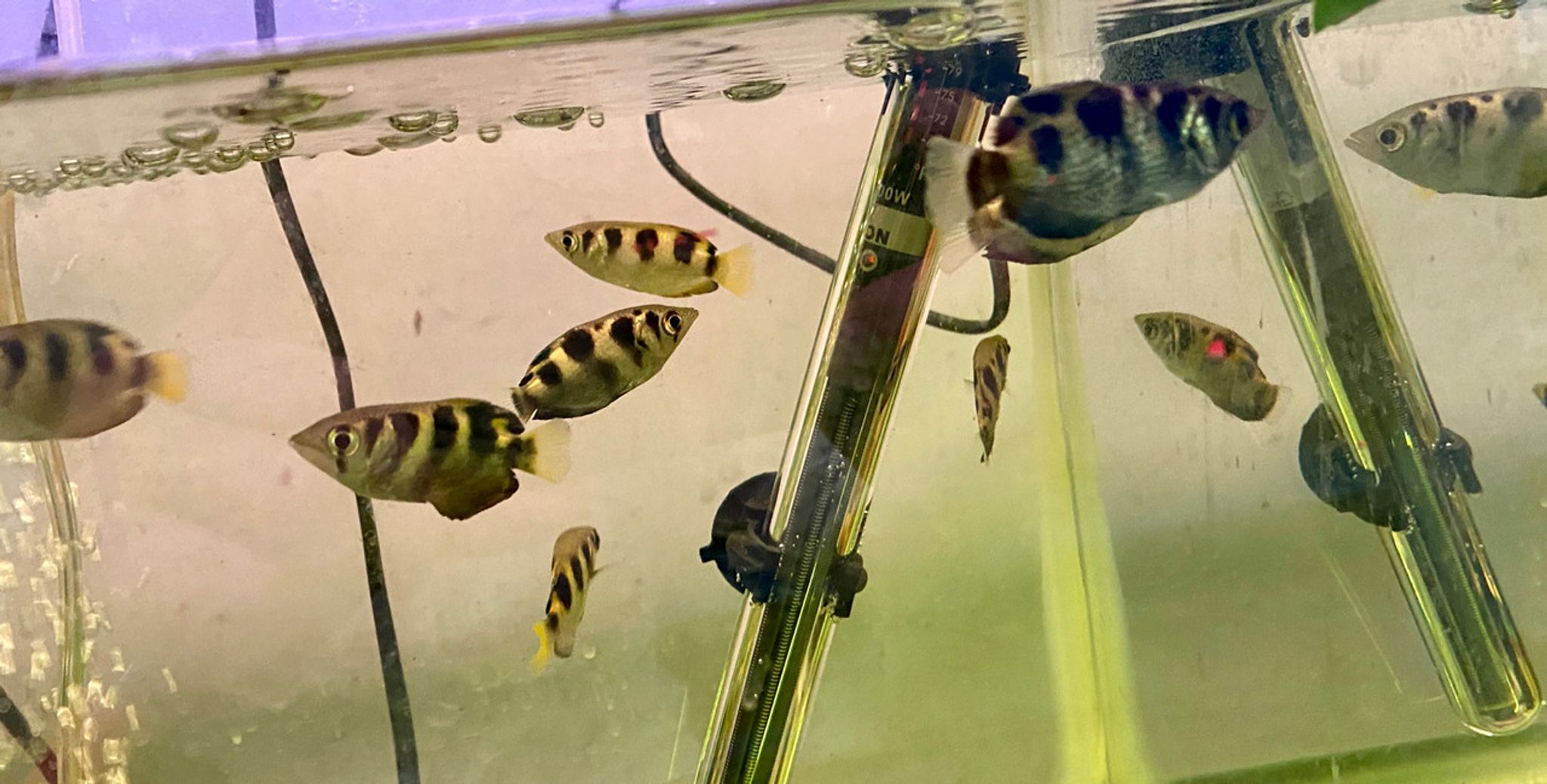Archerfish