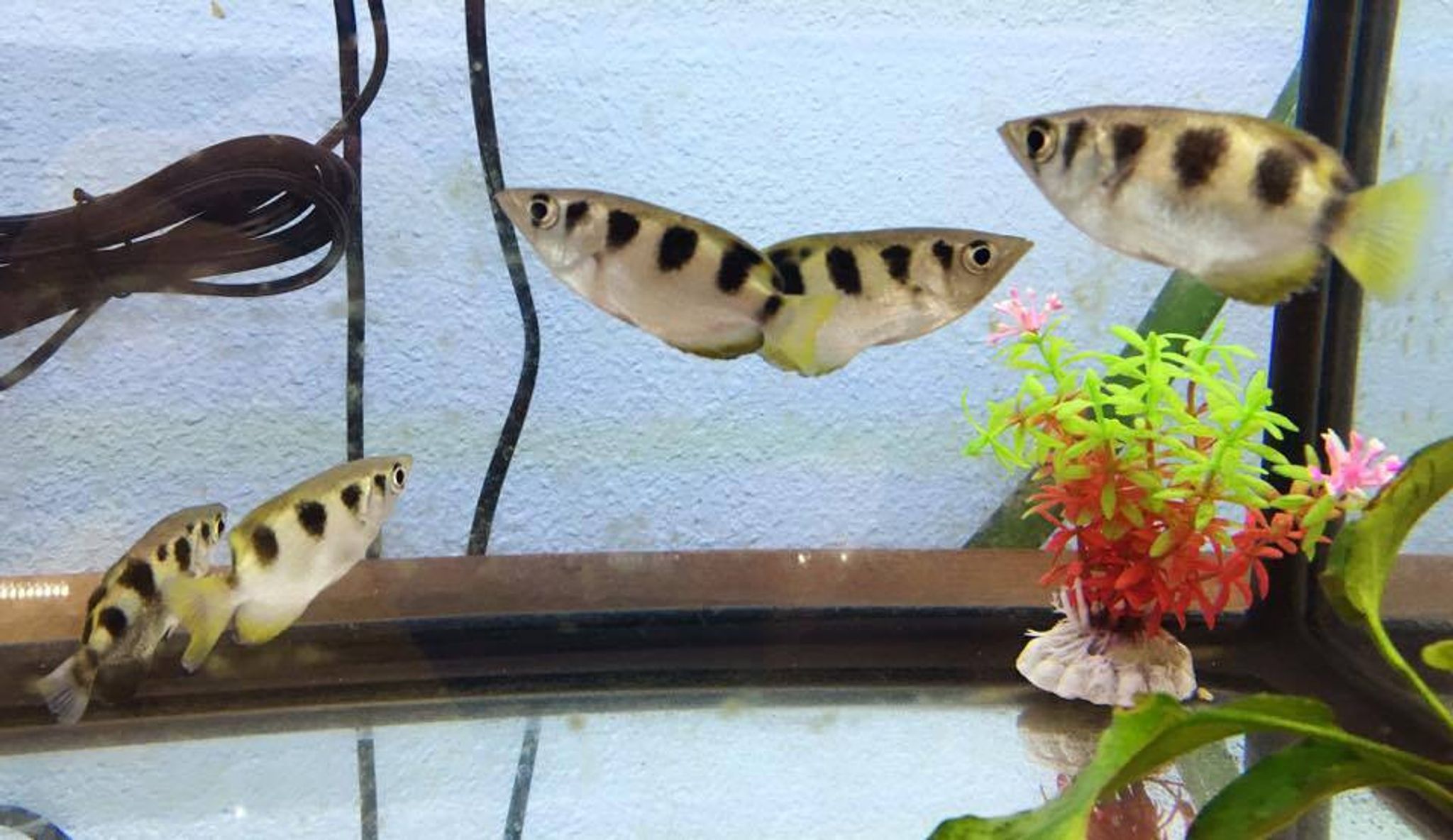 Archerfish