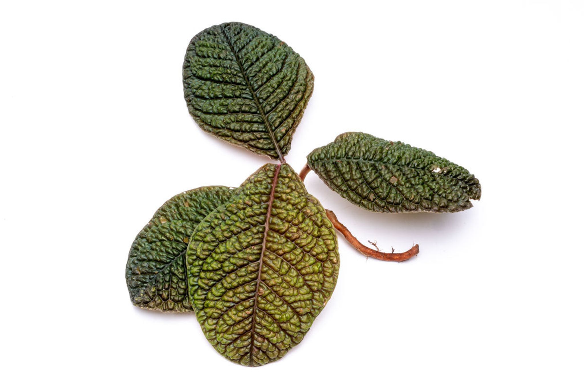 Ardisia Dino