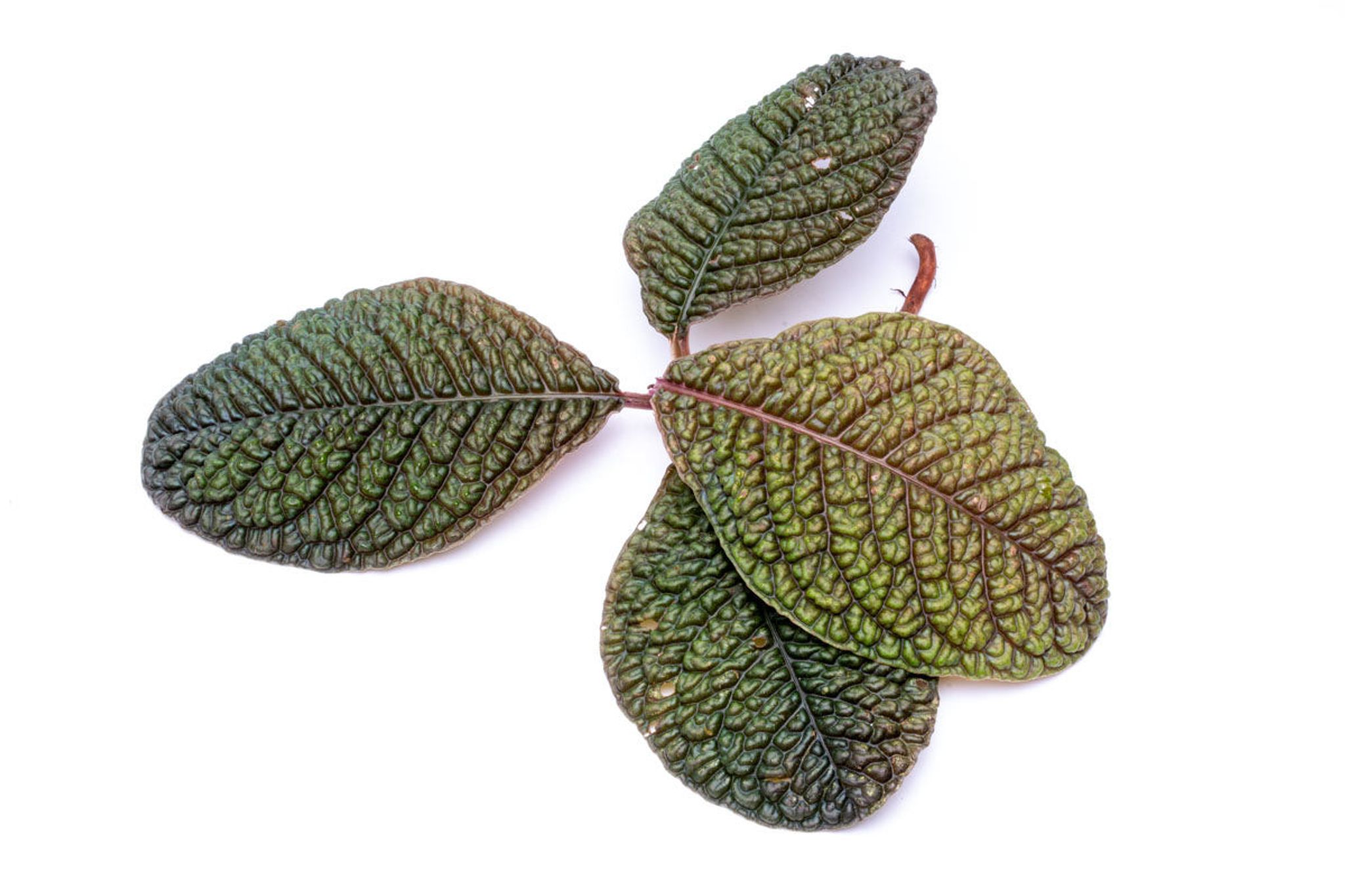 Ardisia Dino
