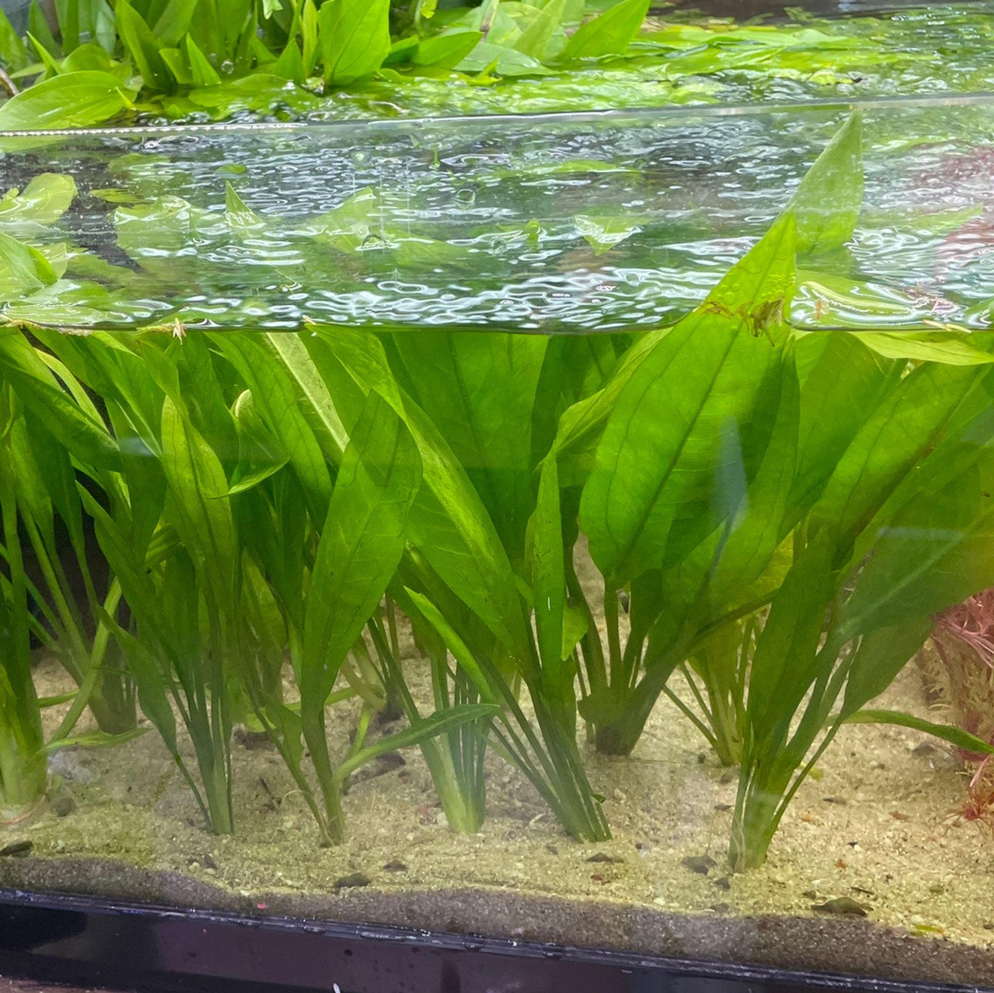 Argentine Sword Plant (Echinodorus argentinensis)