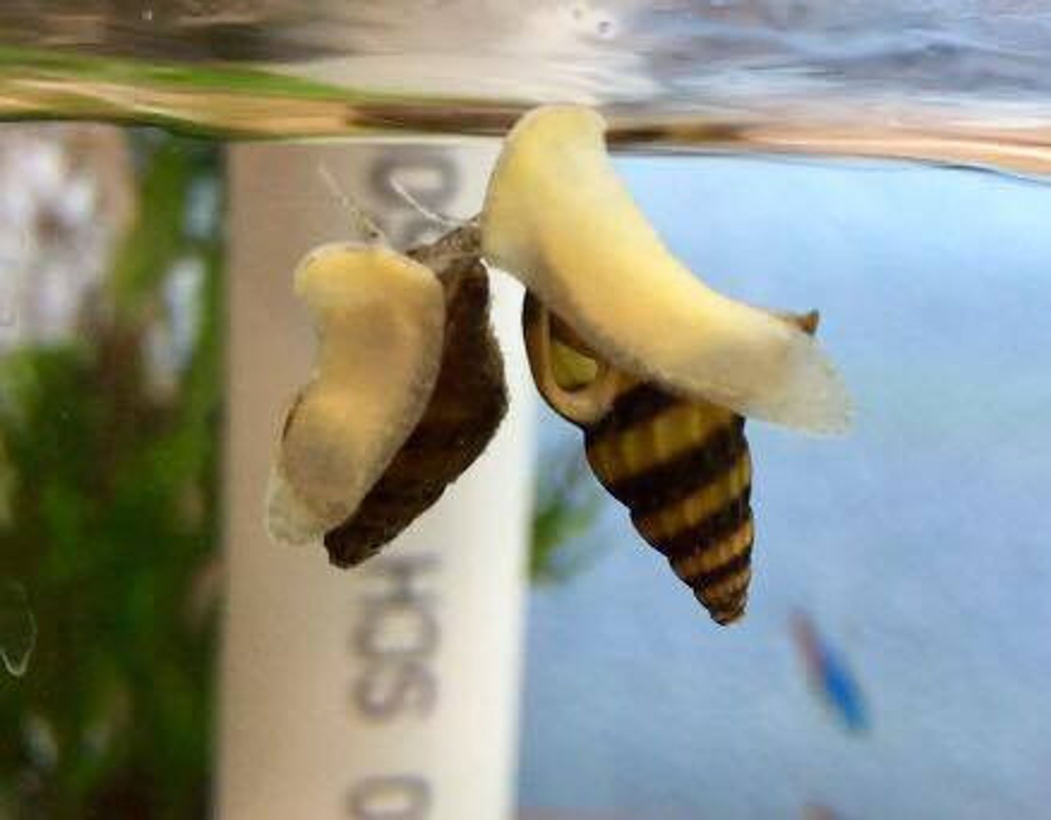 Assassin Snail