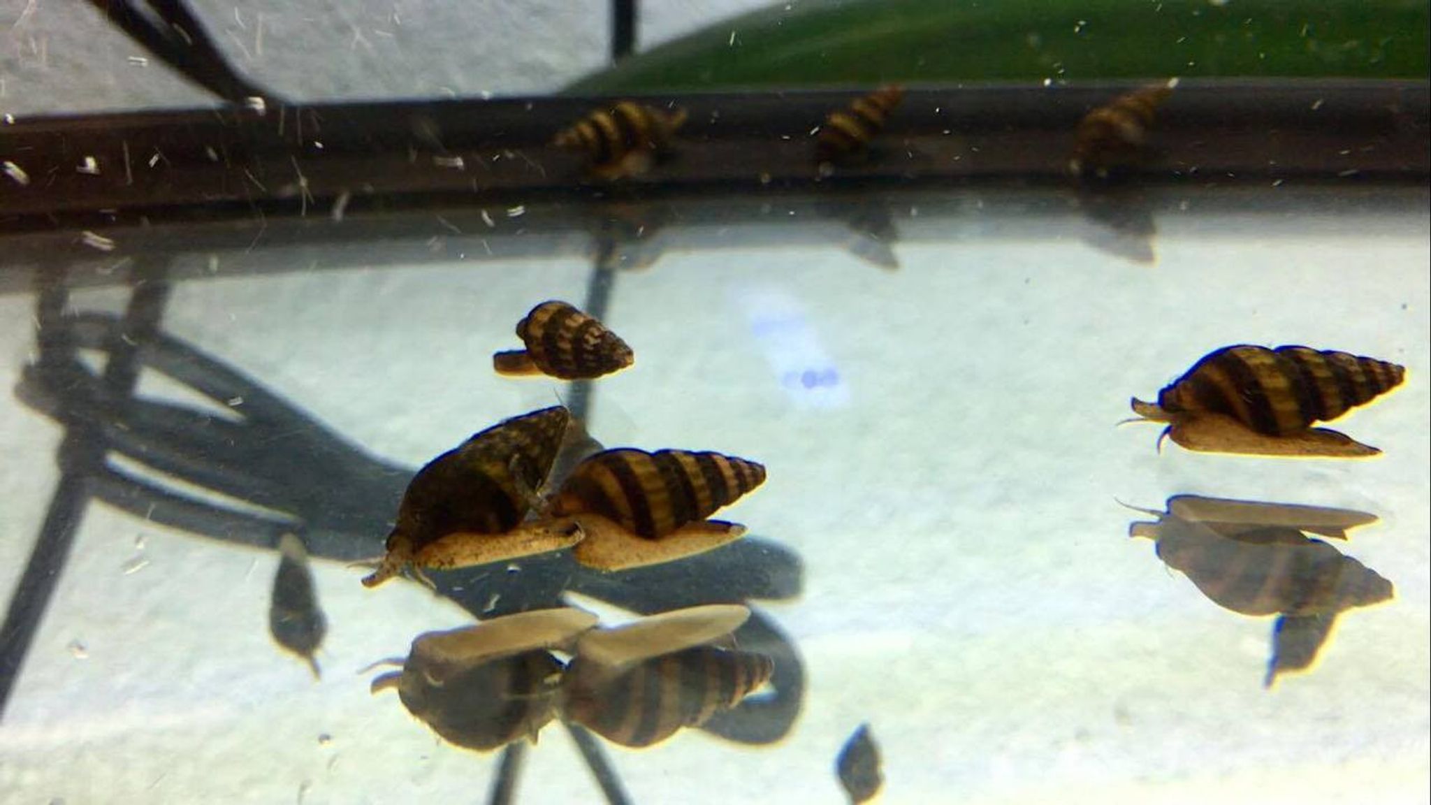 Assassin Snail