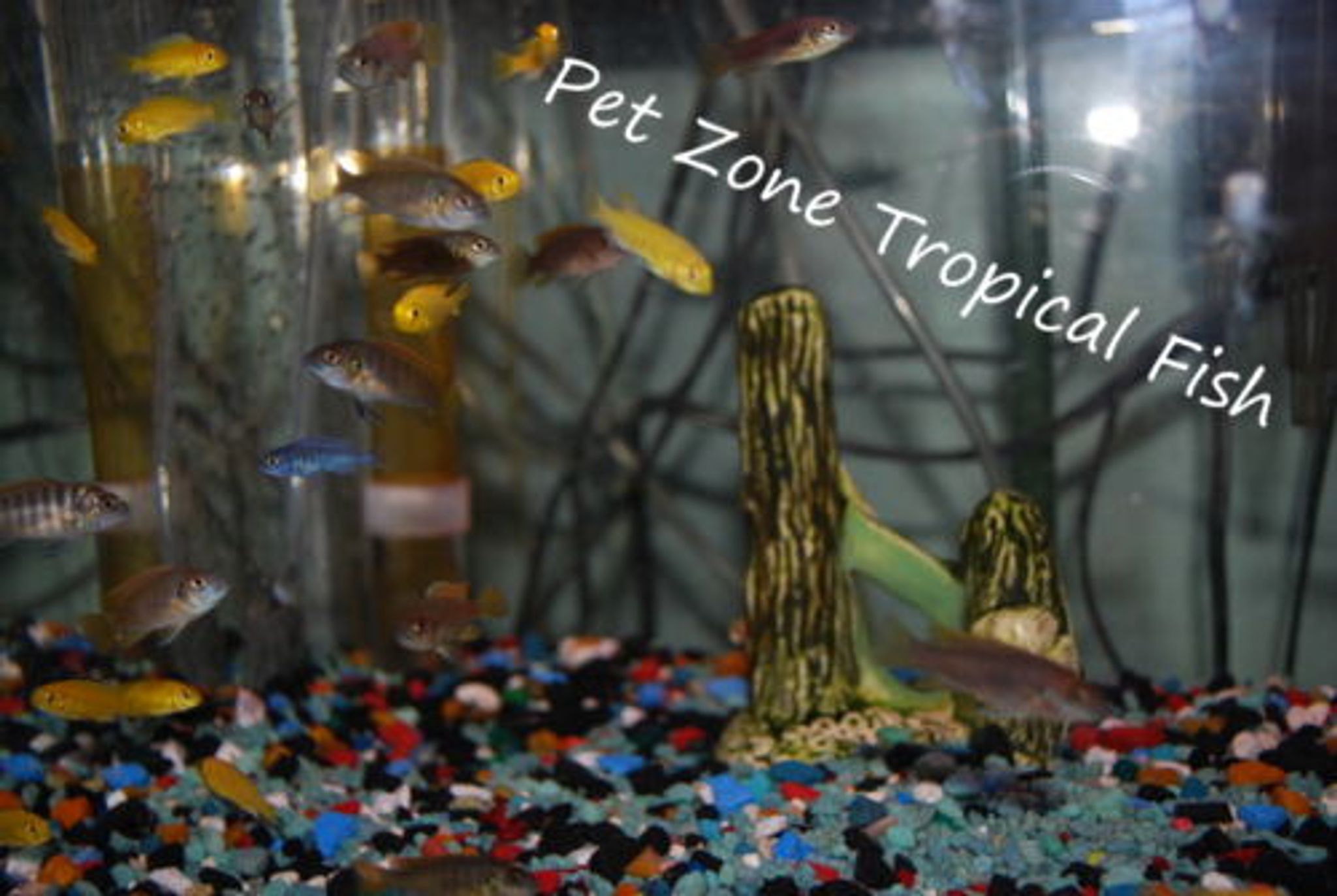 Assorted African Cichlid - Bundle
