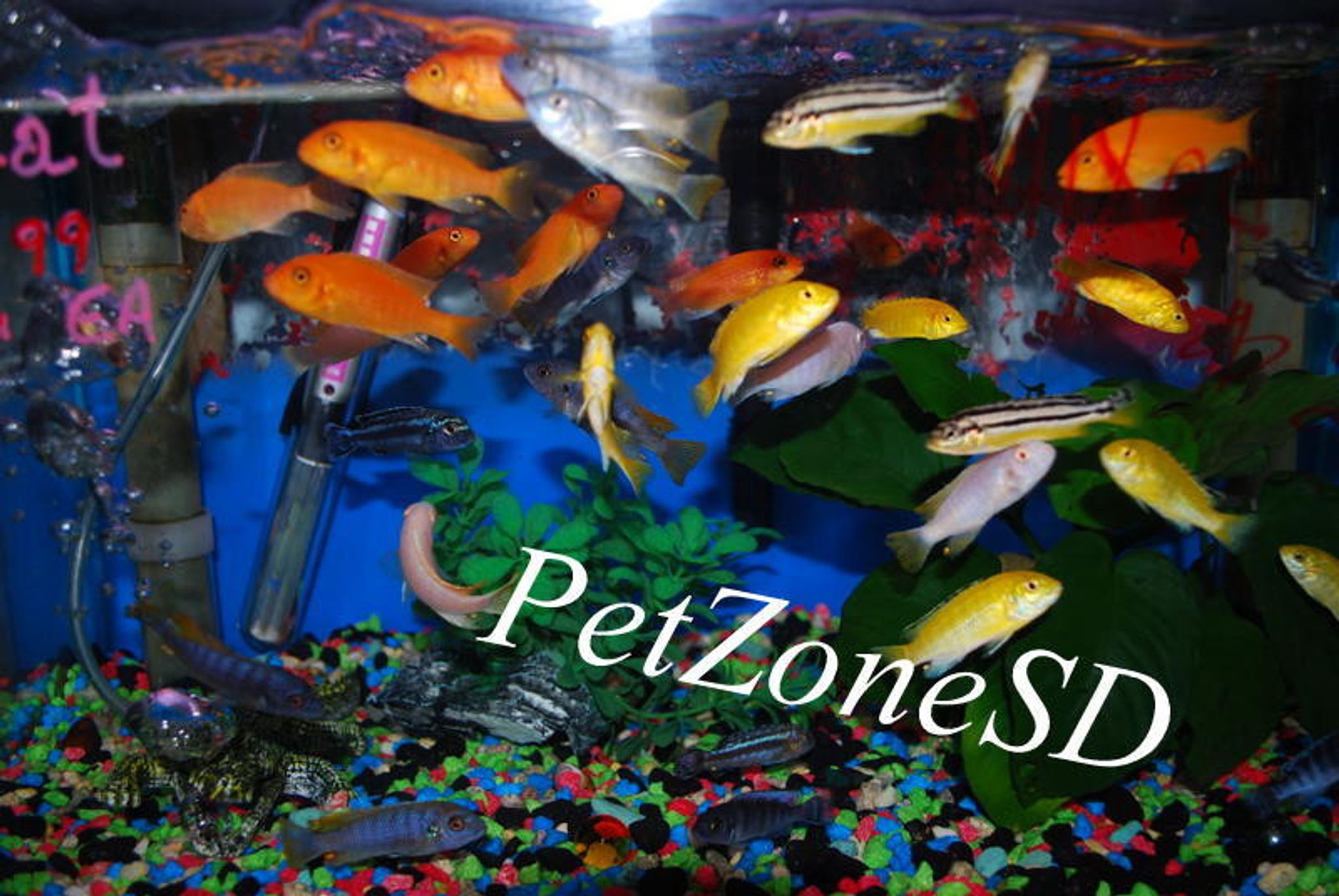 Assorted African Cichlid - Small