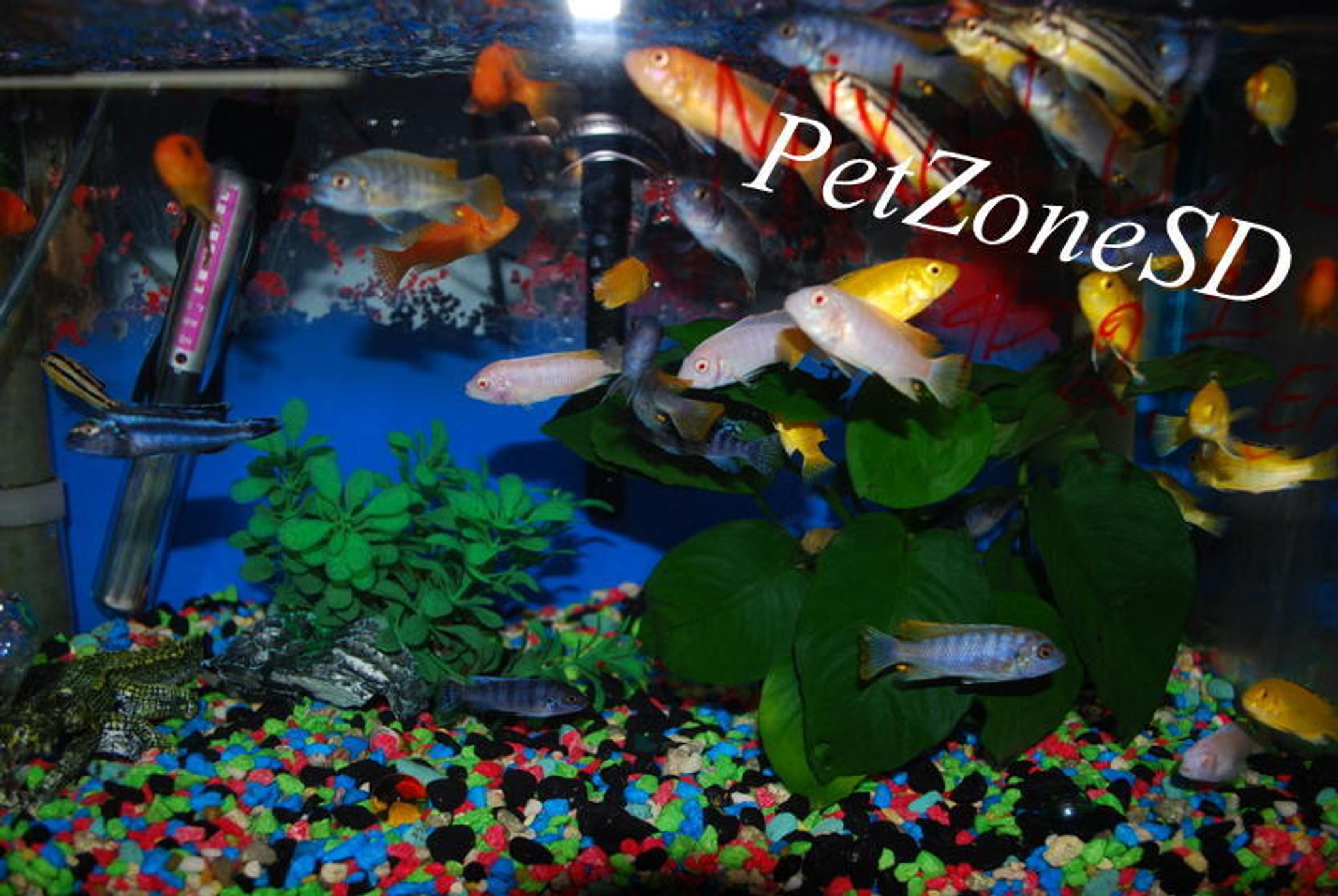 Assorted African Cichlid - Small