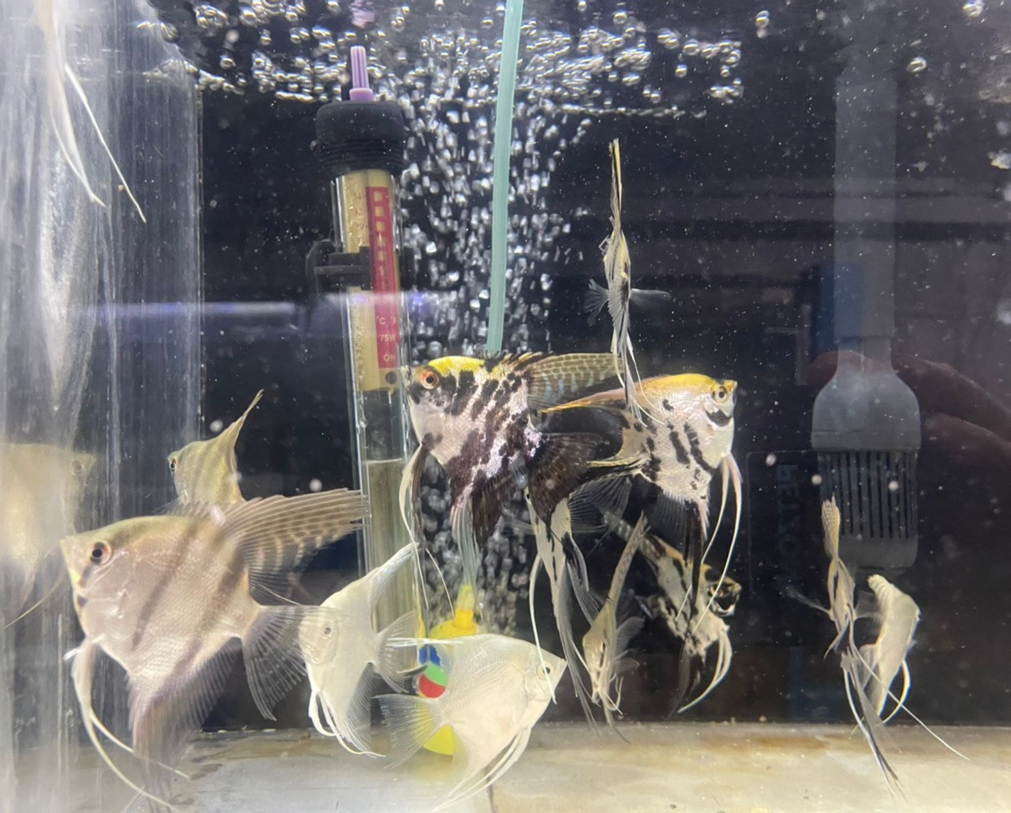 Assorted Angelfish - Large