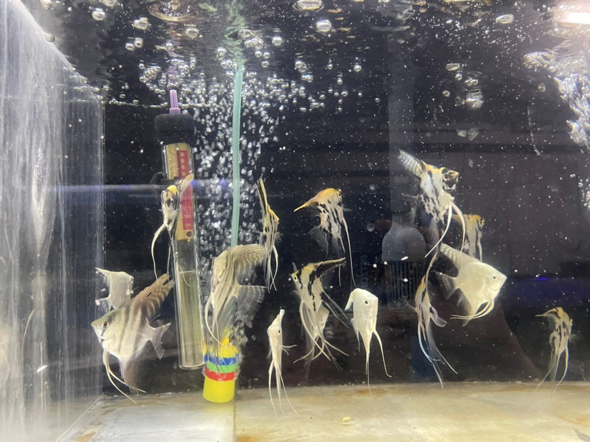 Assorted Angelfish - Large