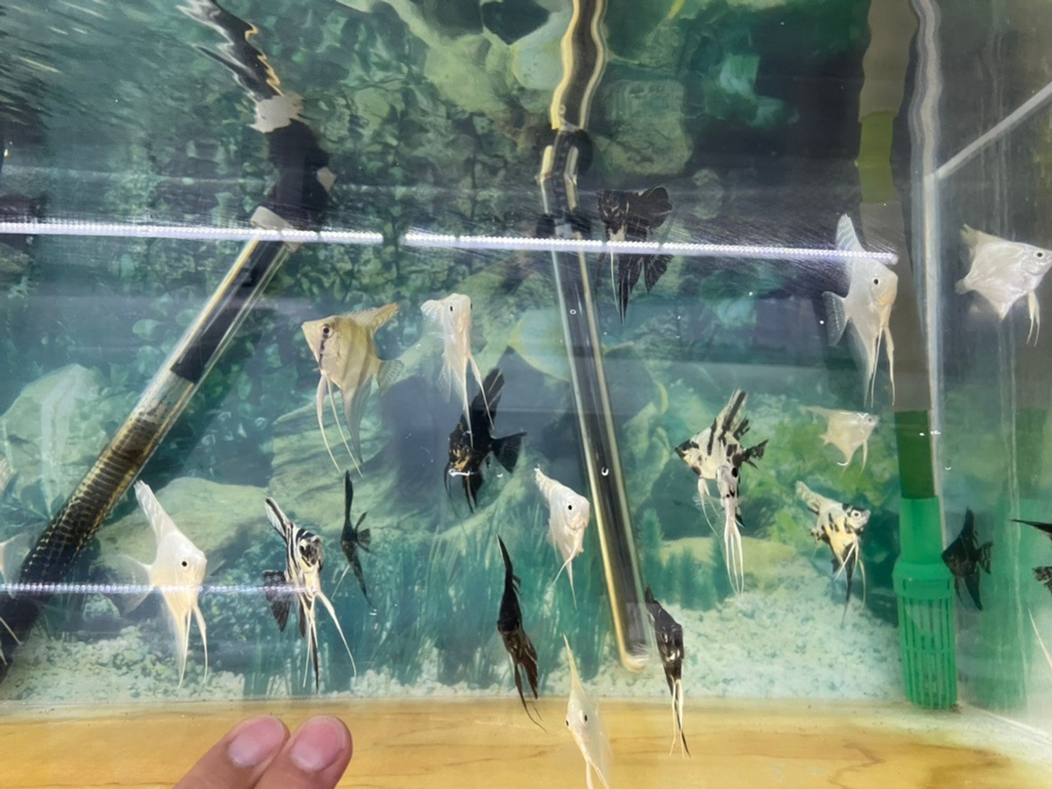 Assorted Angelfish - Small