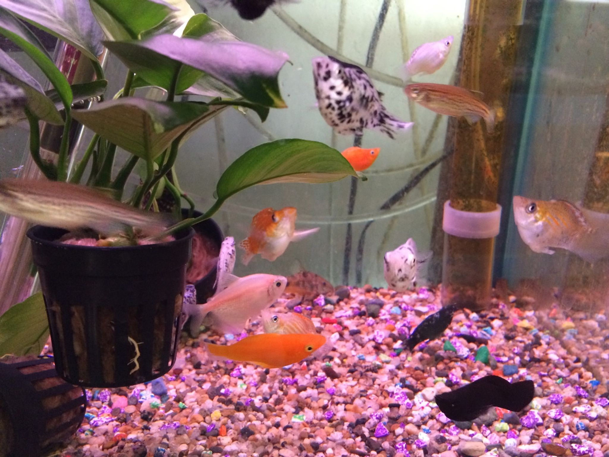 Assorted Balloon Molly (Poecilia latipinna)