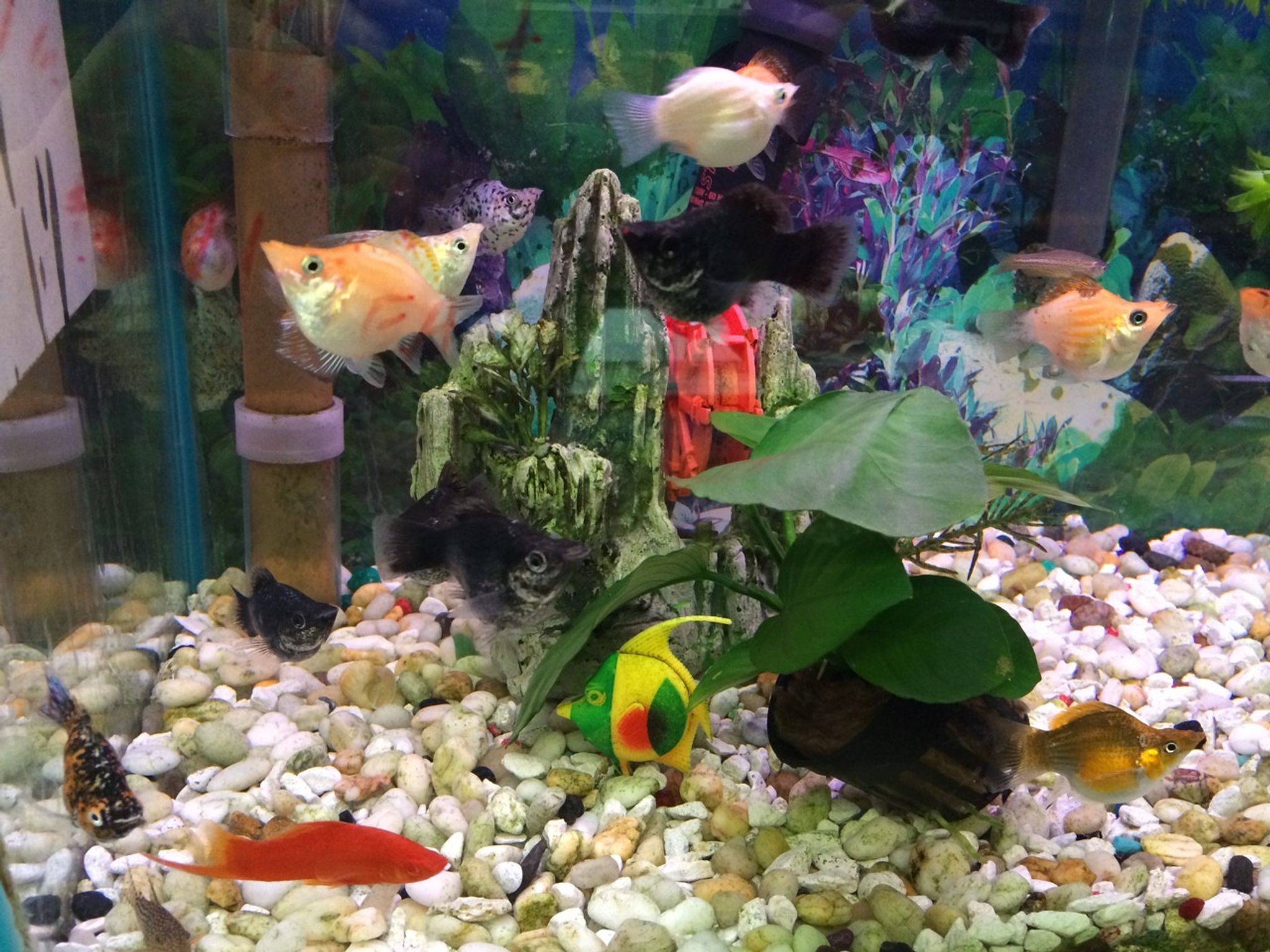 Assorted Balloon Molly (Poecilia latipinna)