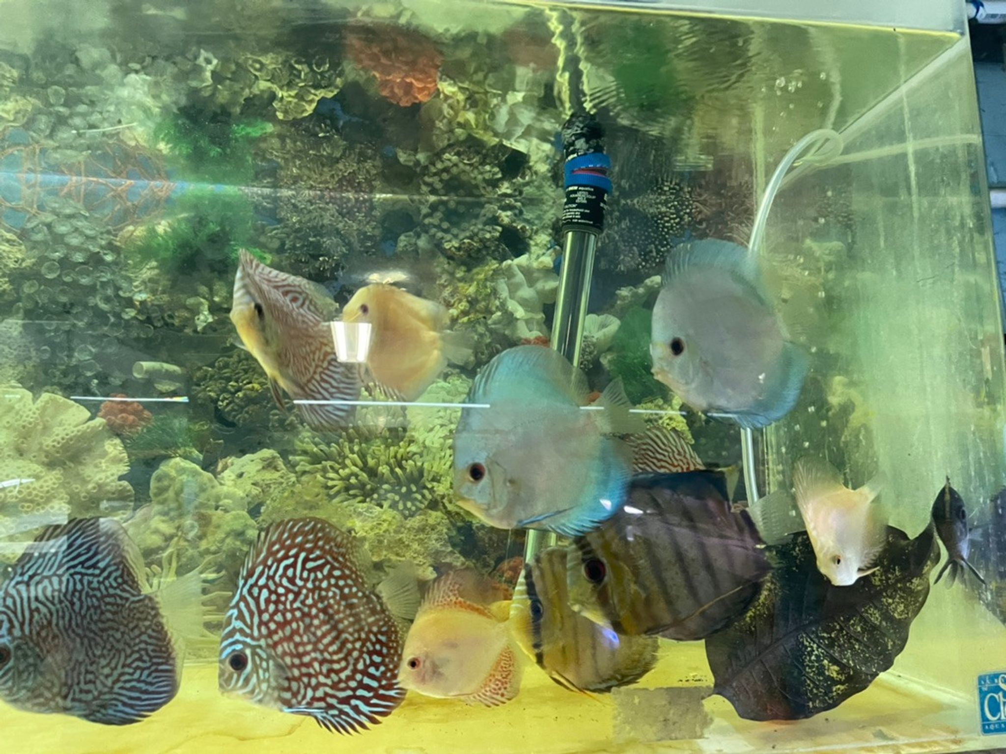 Assorted Discus - Large