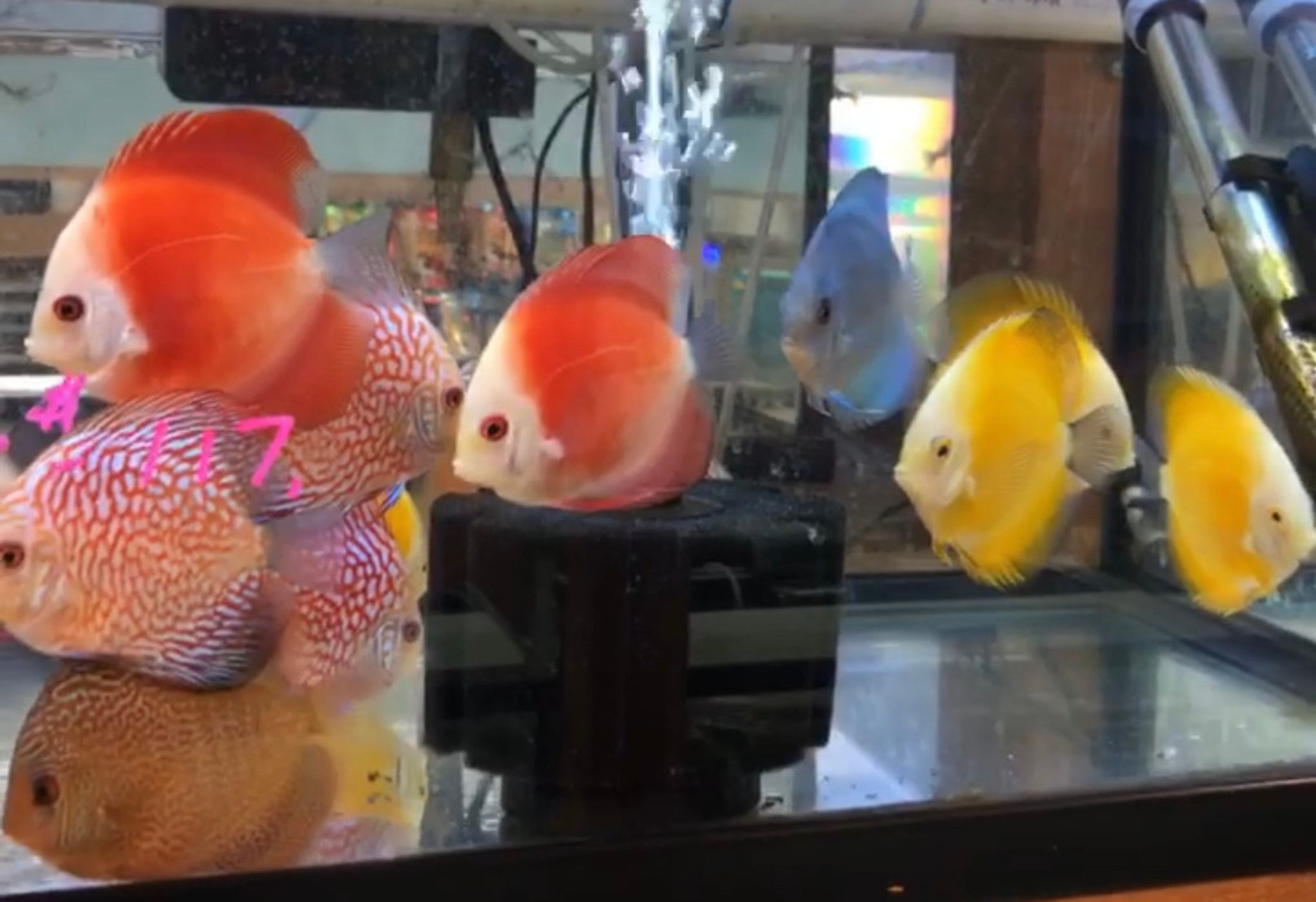 Assorted Discus - Small