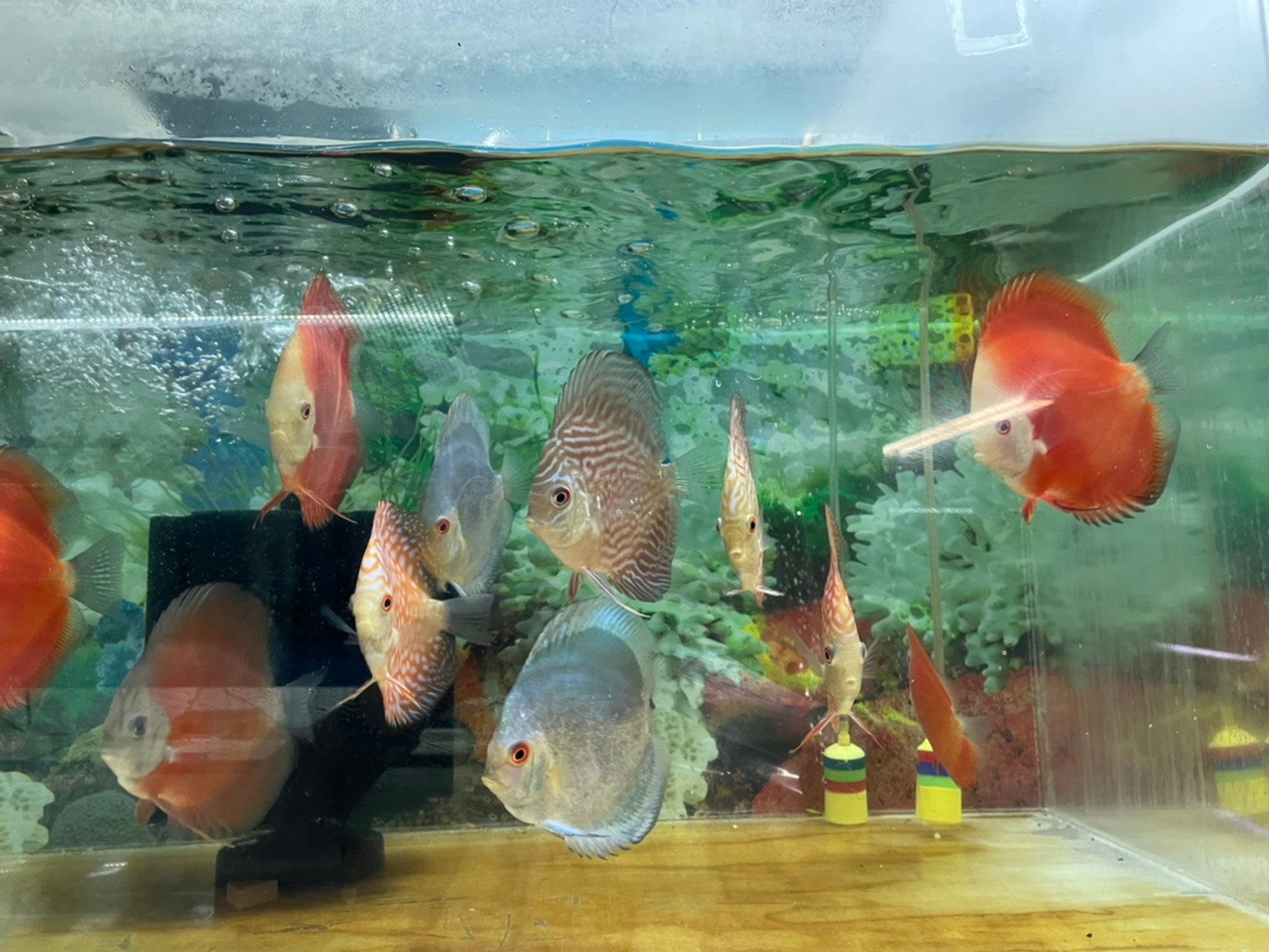 Assorted Discus - XL
