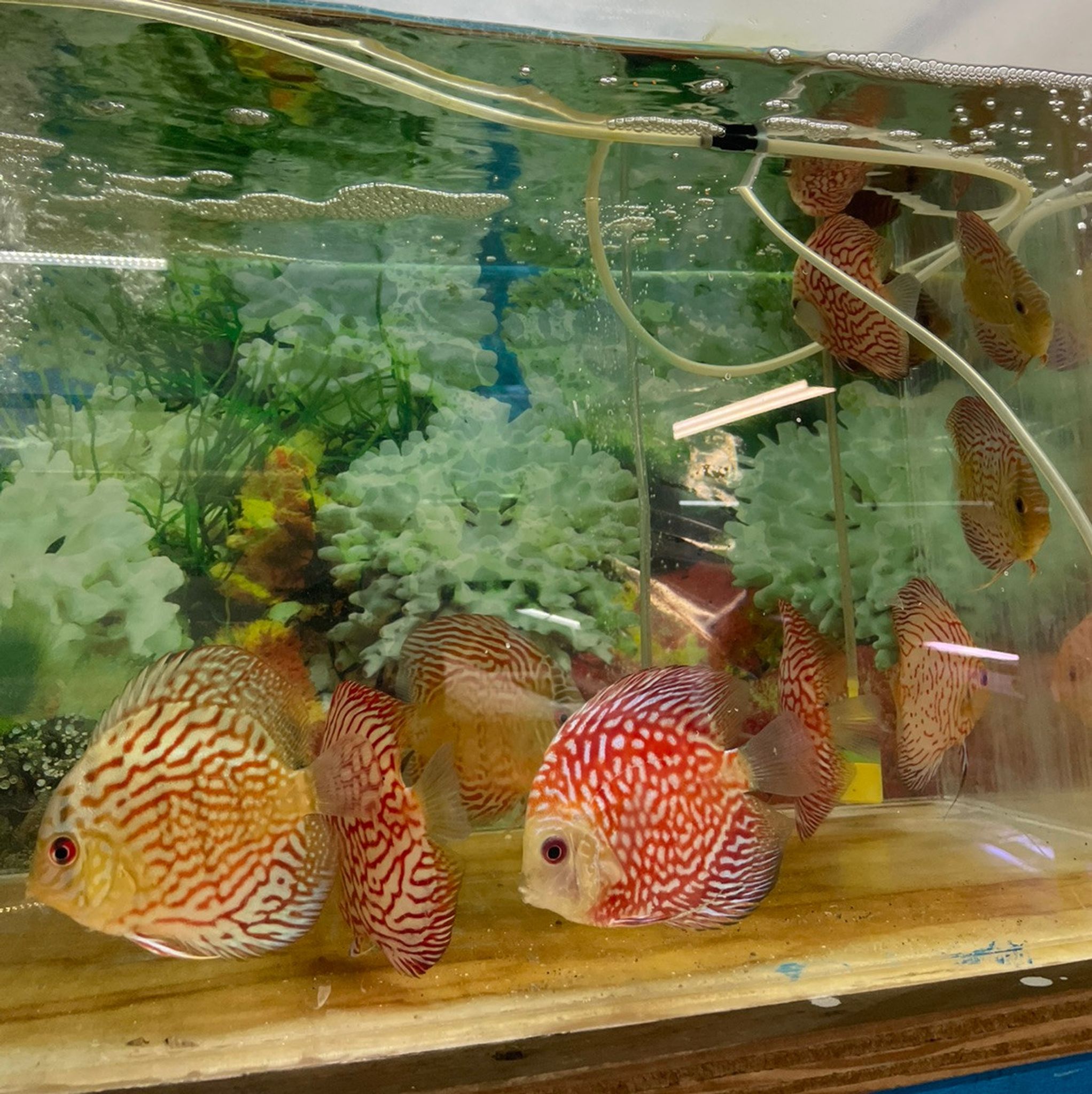 Assorted Discus - XL