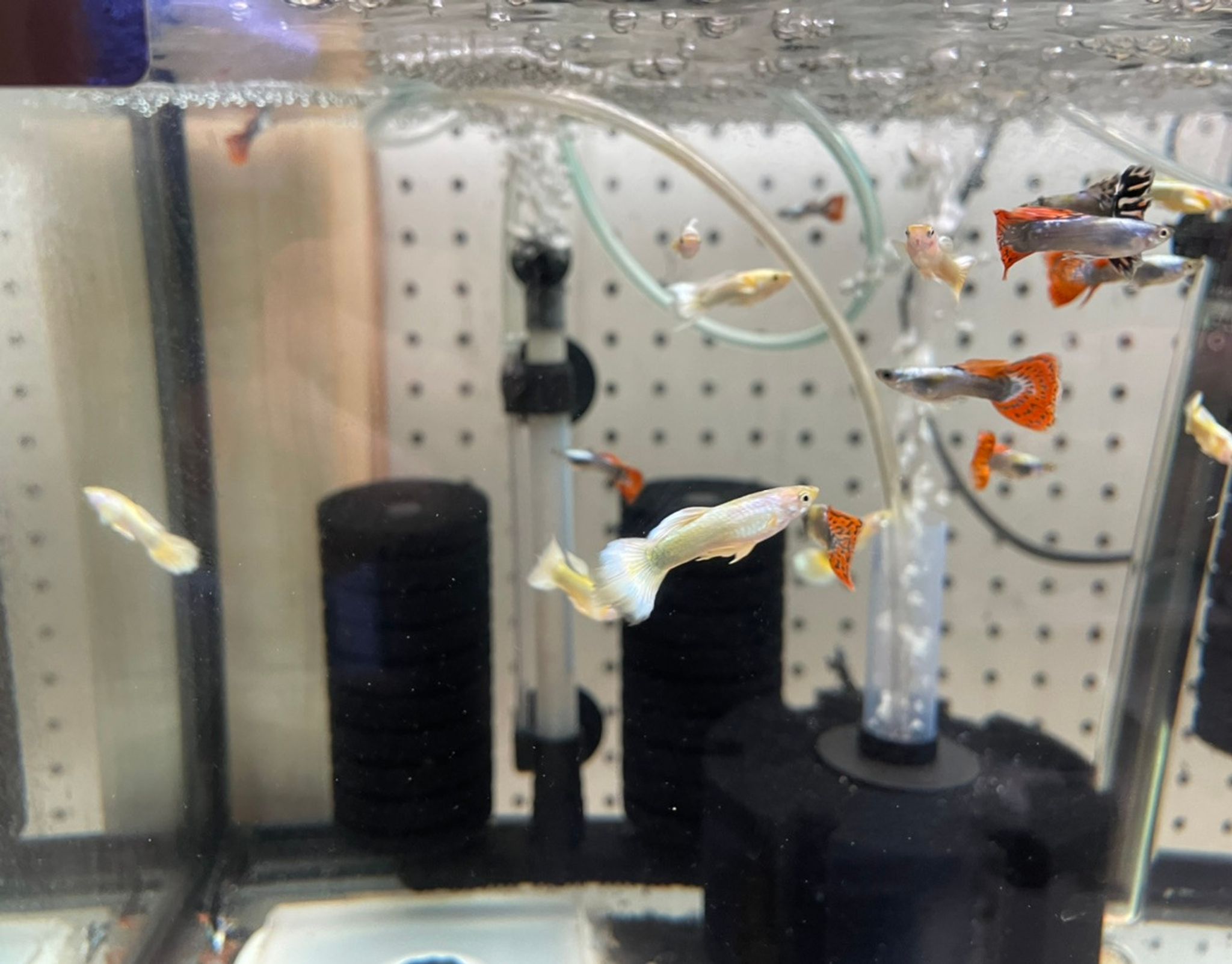 Assorted Dumbo Guppy