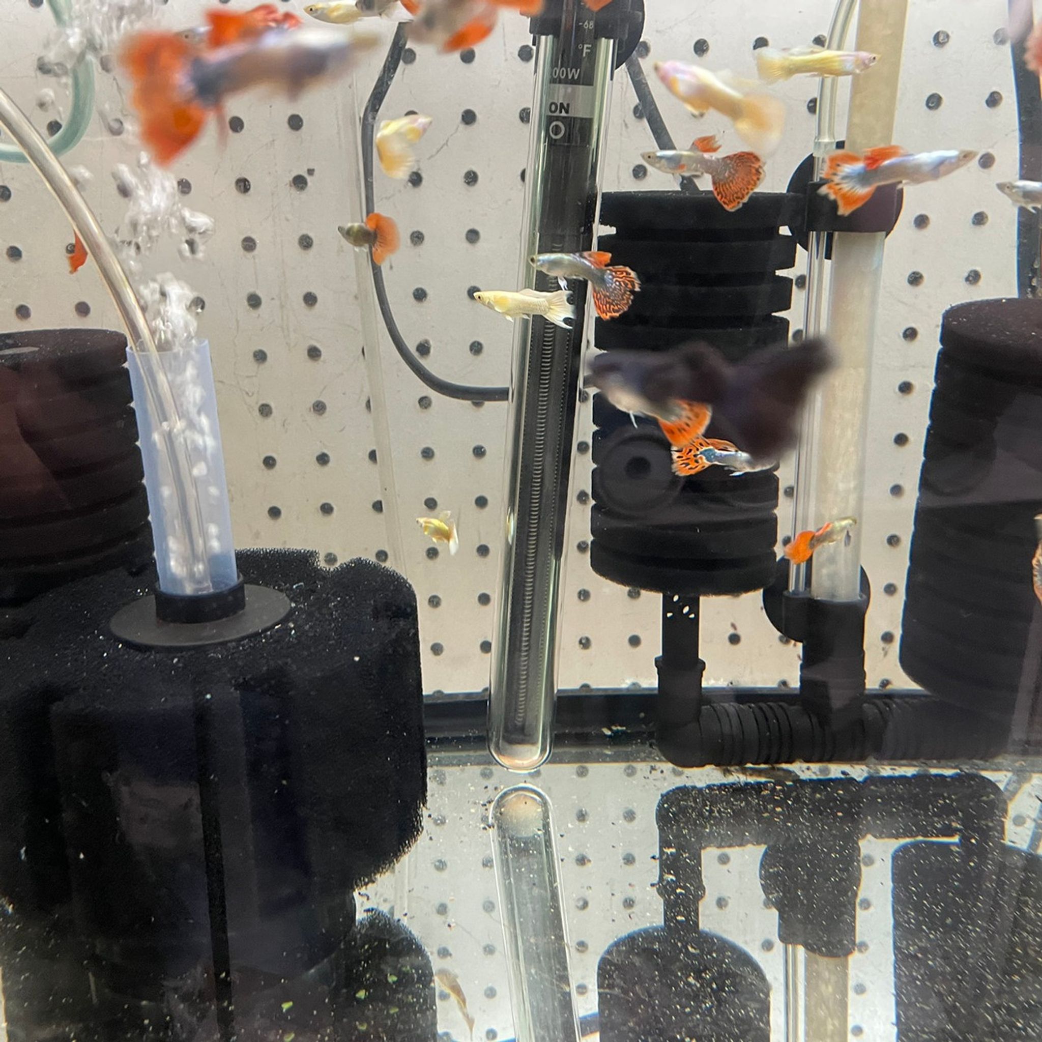 Assorted Dumbo Guppy