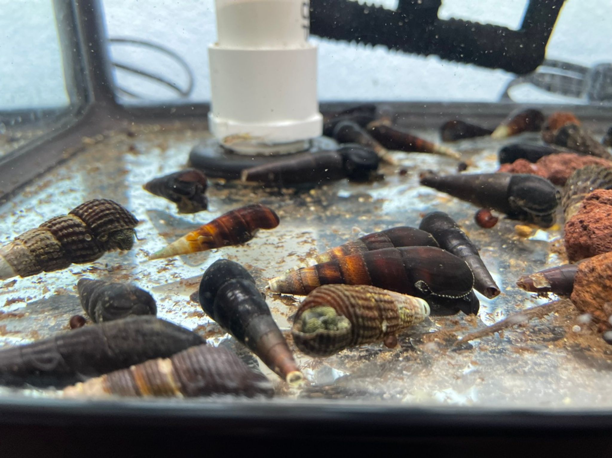 Assorted Rabbit Snail