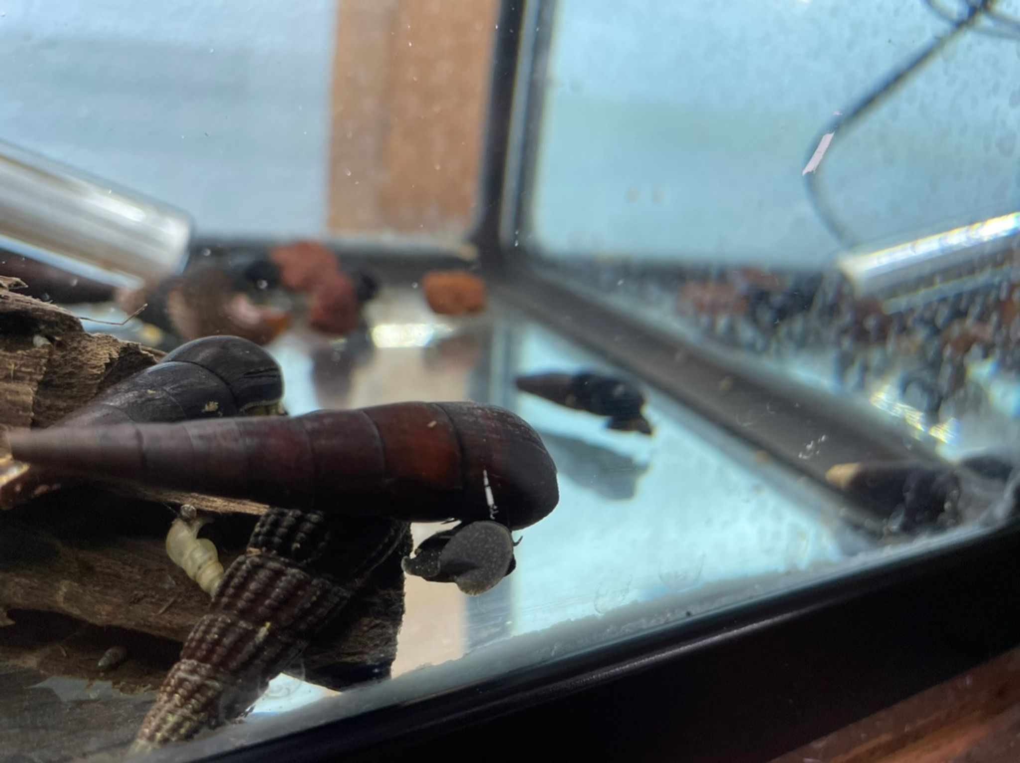 Assorted Rabbit Snail