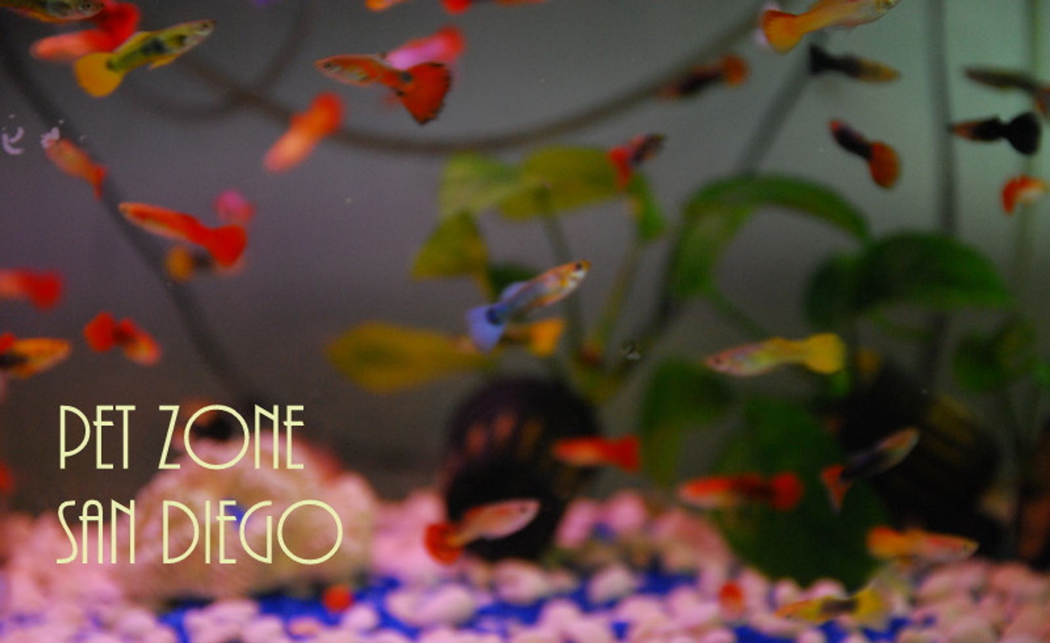 Asst. Fancy Guppy (Male)