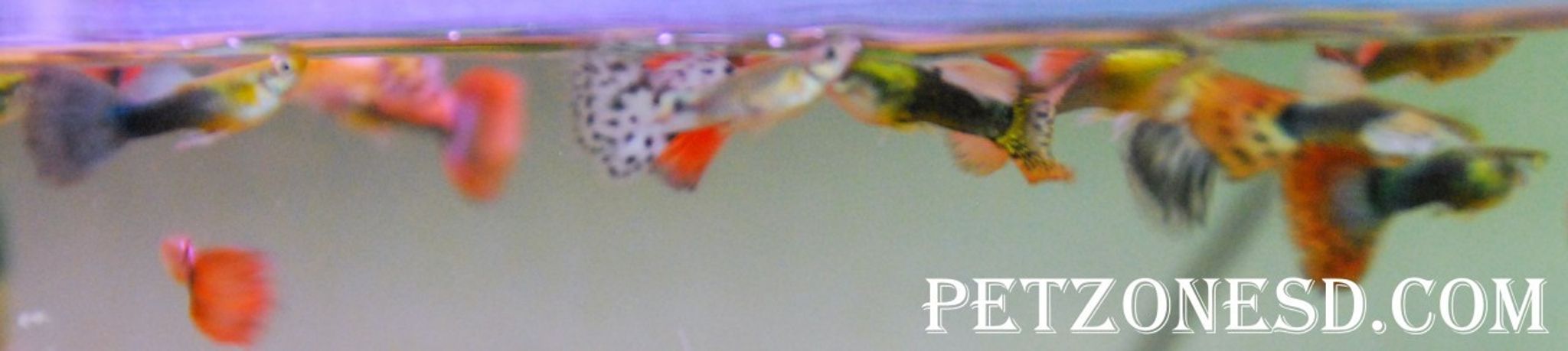Asst. Fancy Guppy (Male)