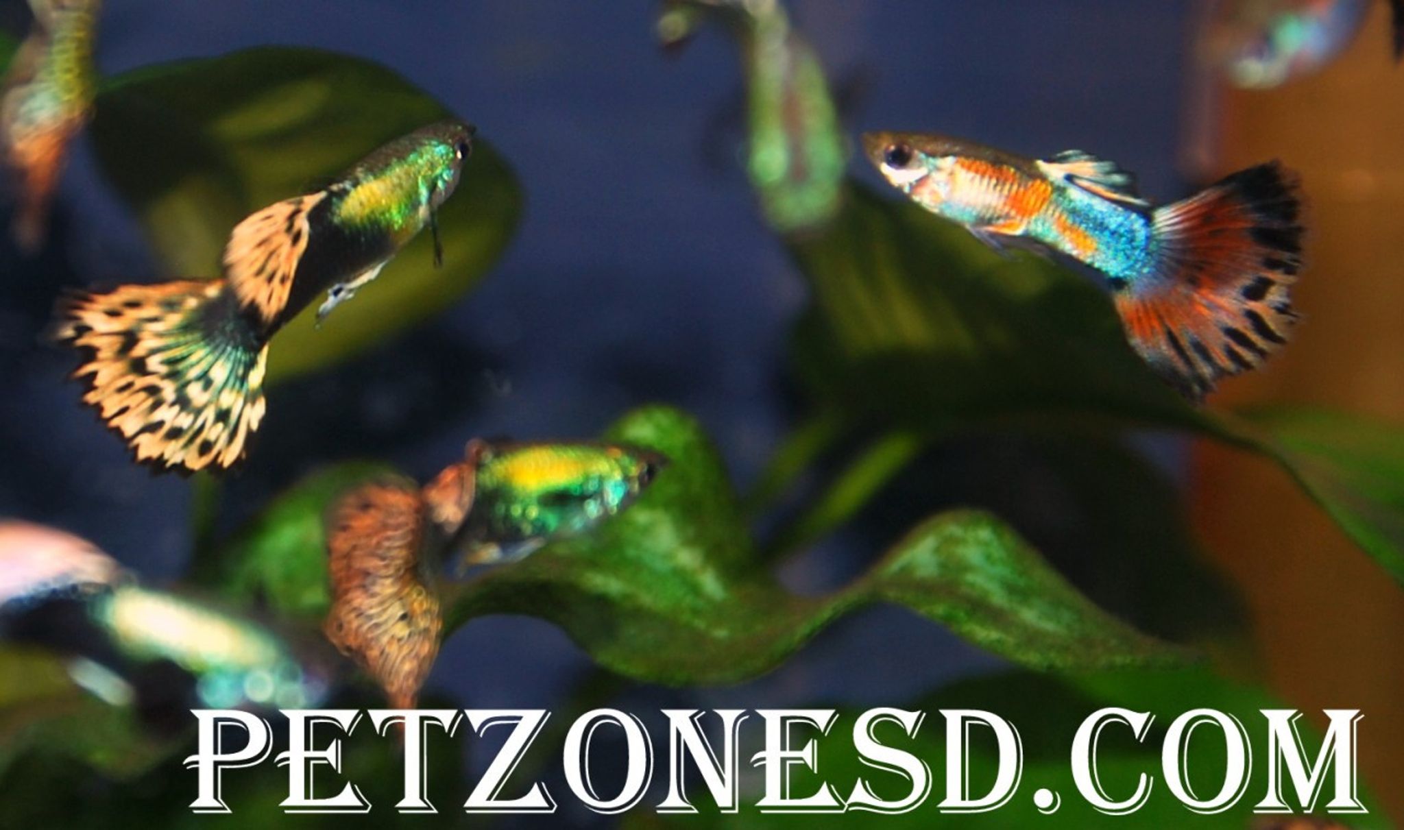 Asst. Fancy Guppy (Male)