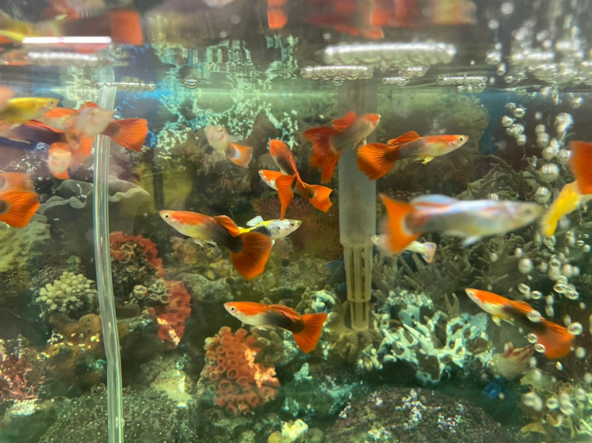 Asst. Fancy Guppy (Male)