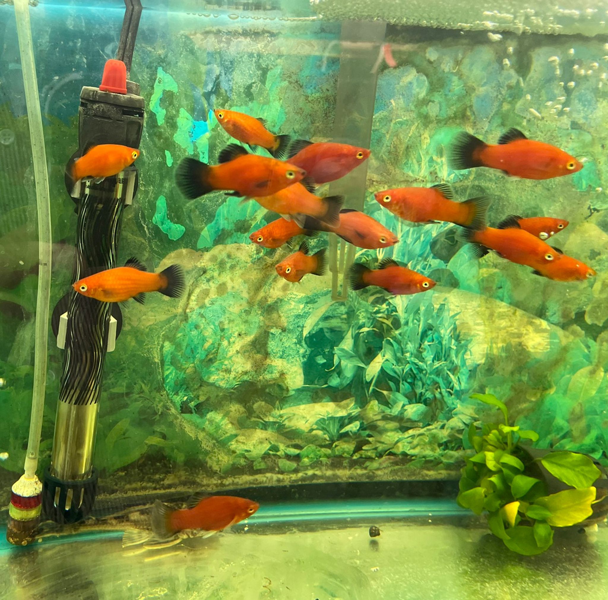 Asst. Platy