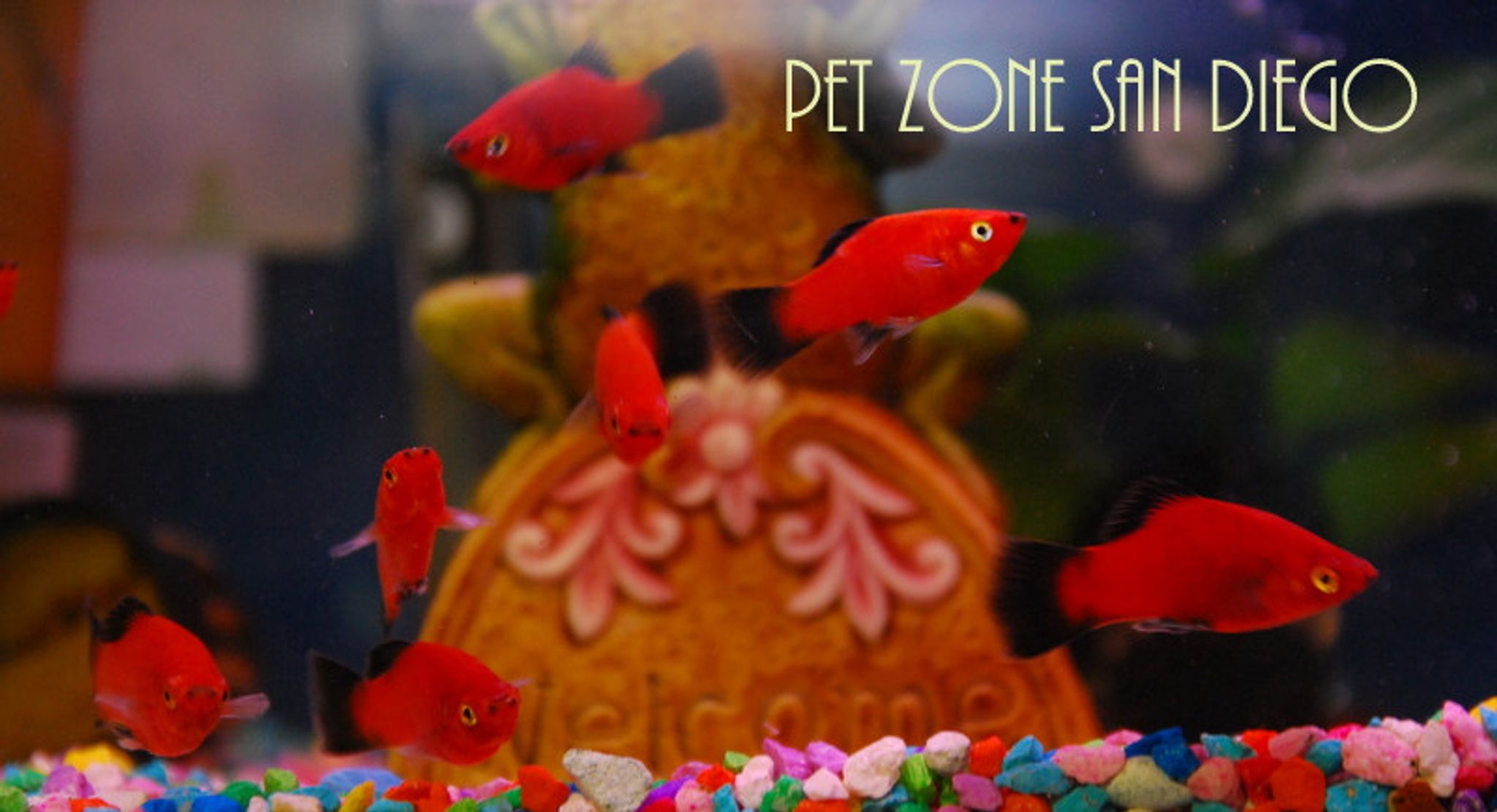 Asst. Platy