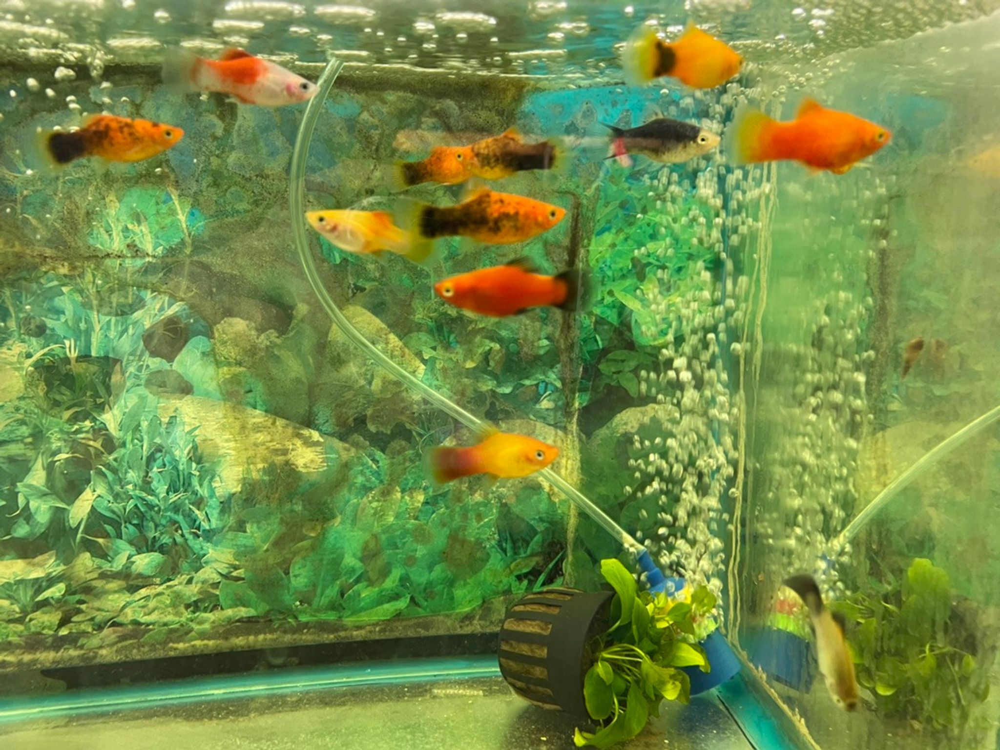 Asst. Platy