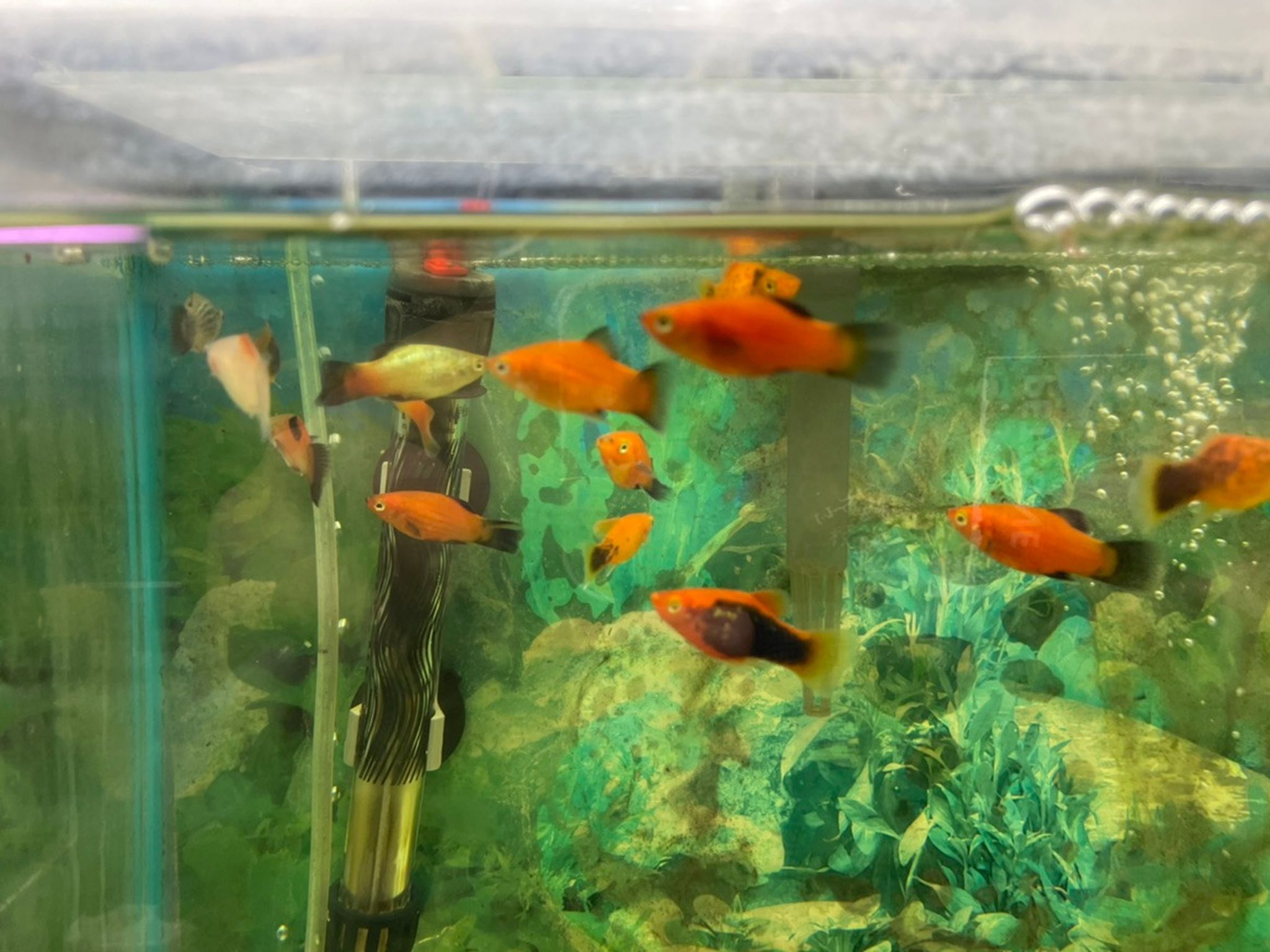 Asst. Platy