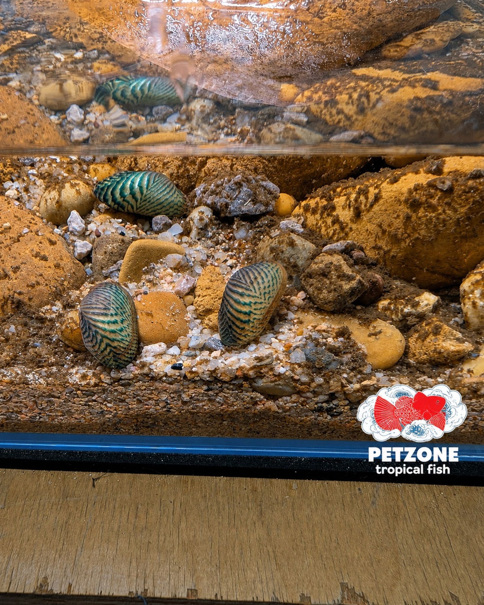 Avocado Clam – Scabies crispata Freshwater Ornamental Mussel