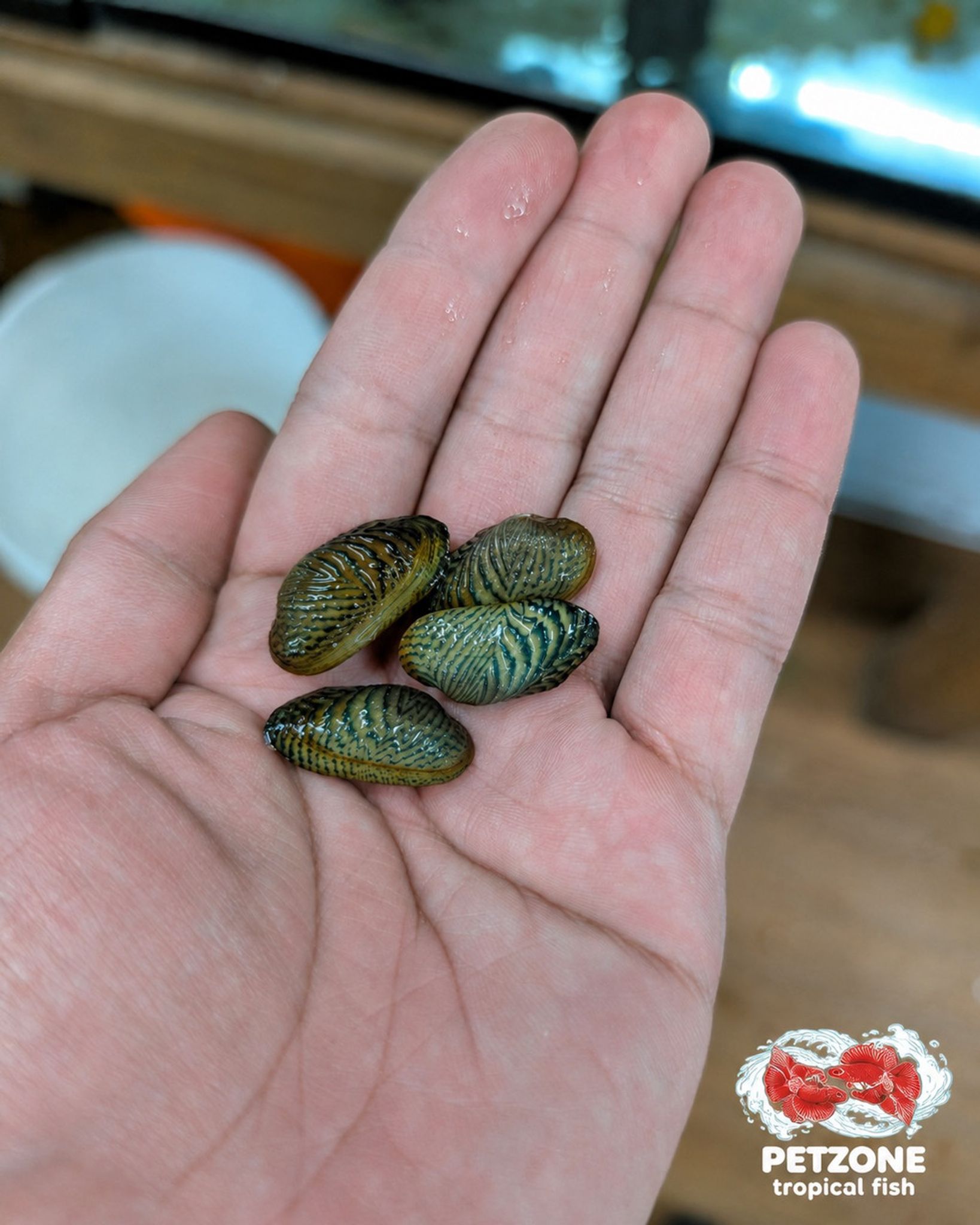 Avocado Clam – Scabies crispata Freshwater Ornamental Mussel