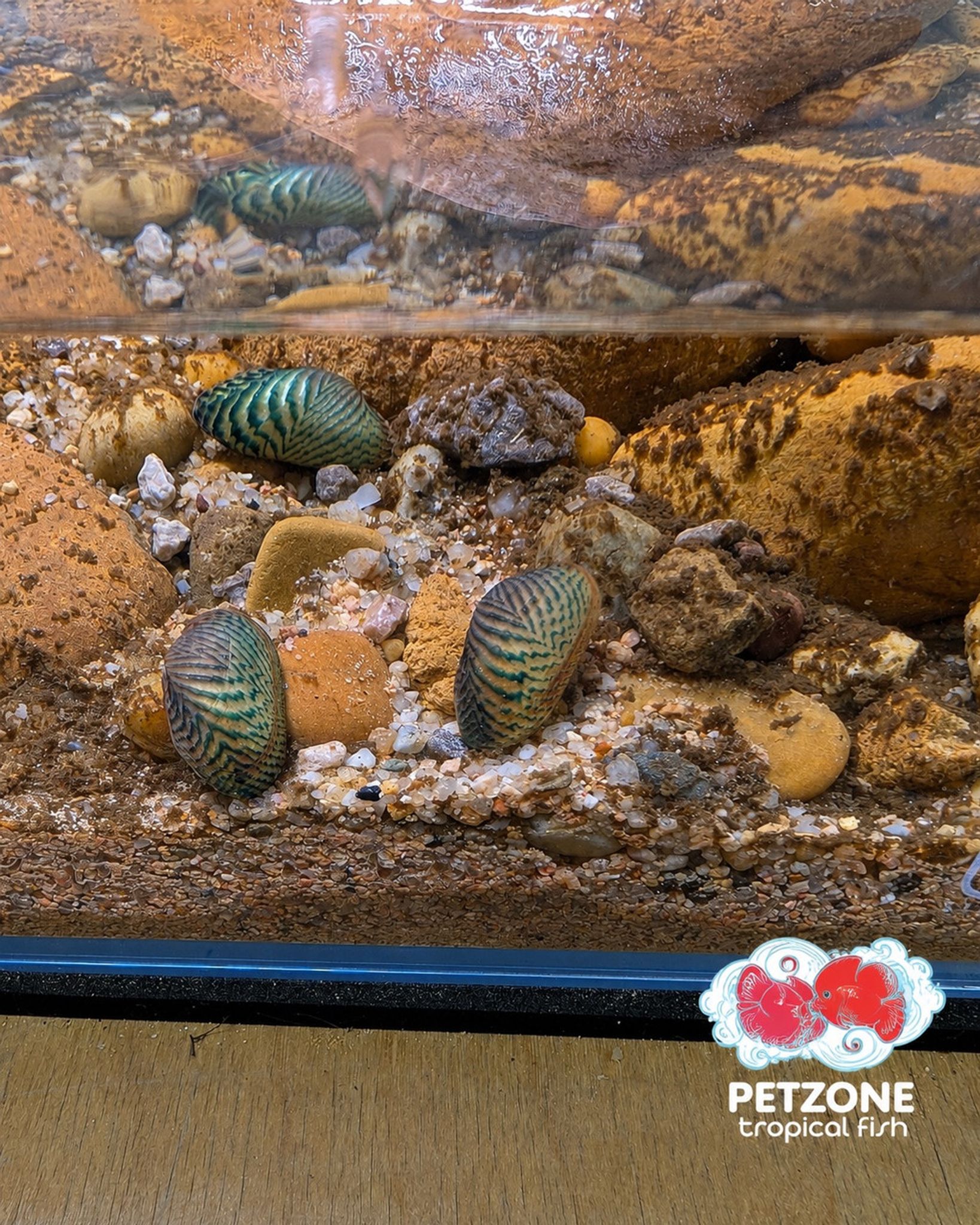 Avocado Clam – Scabies crispata Freshwater Ornamental Mussel