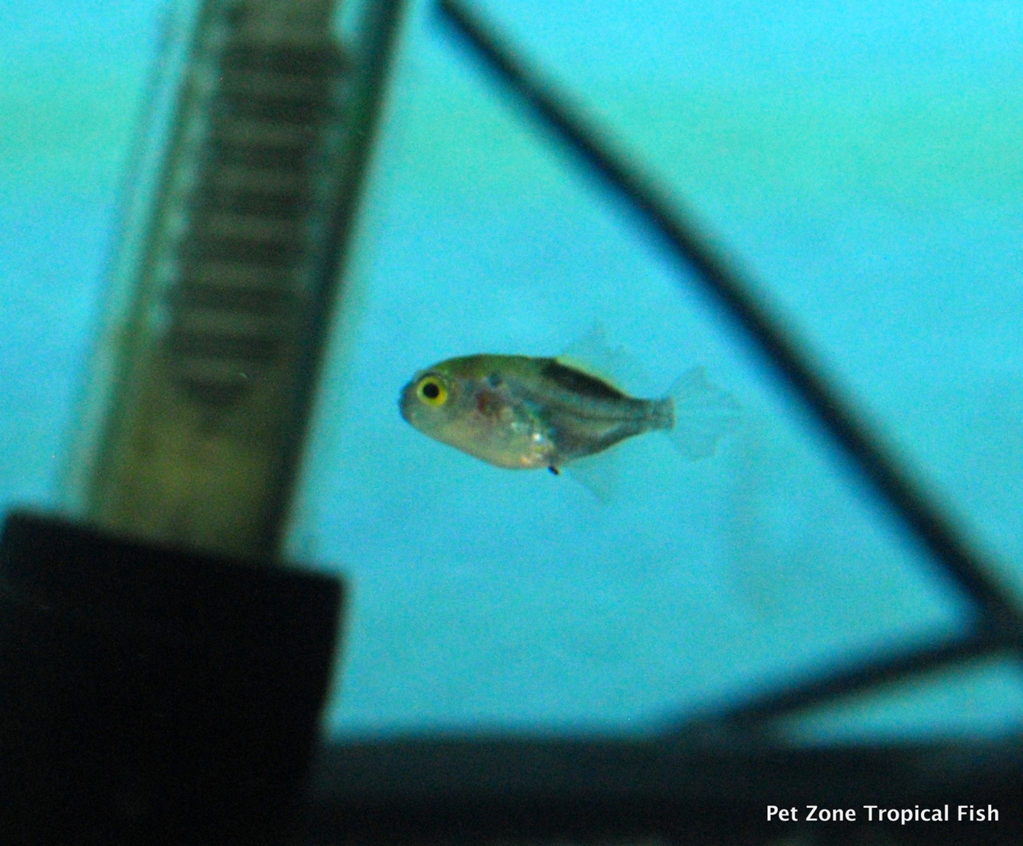 Avocado Puffer