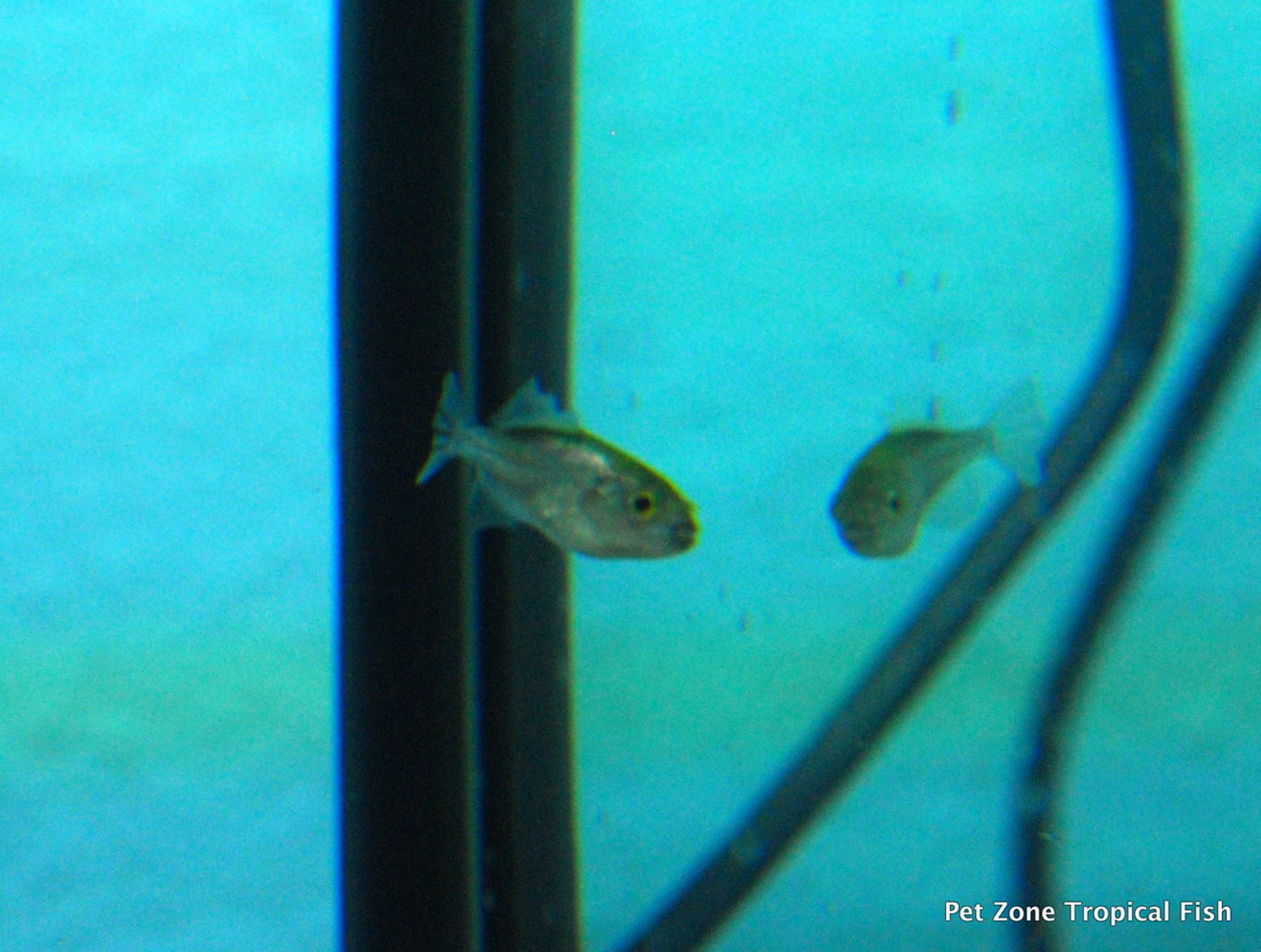 Avocado Puffer