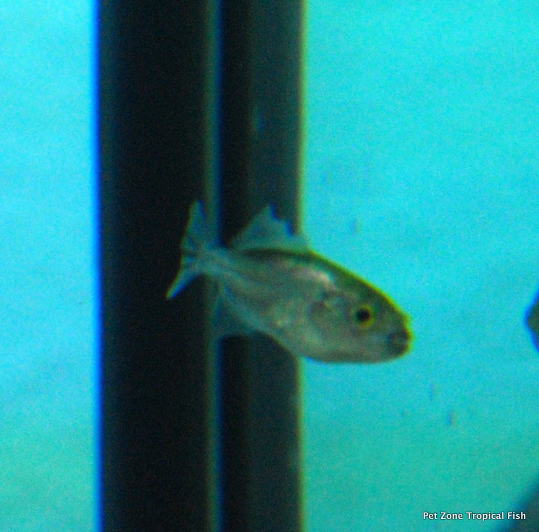 Avocado Puffer