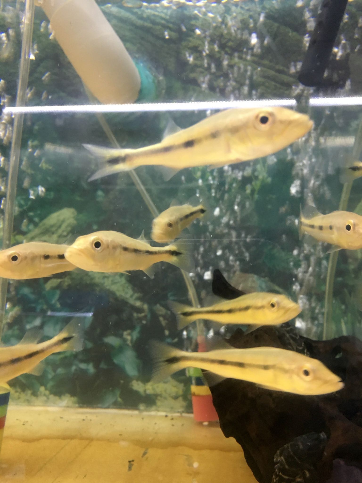 Azul Peacock Bass Fry