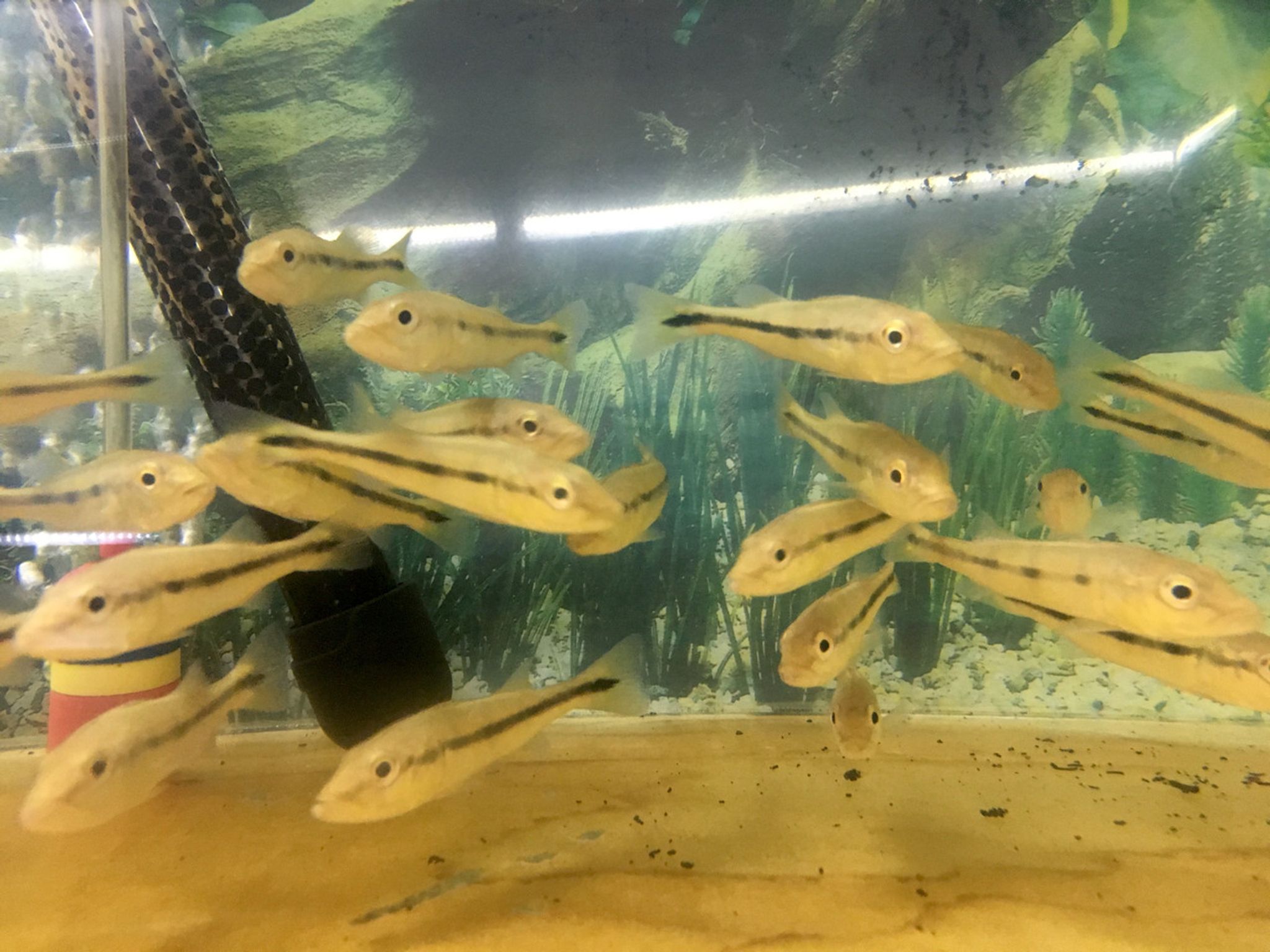 Azul Peacock Bass Fry